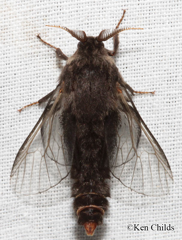 Evergreen Bagworm Moth Thyridopteryx ephemeraeformis (Haworth