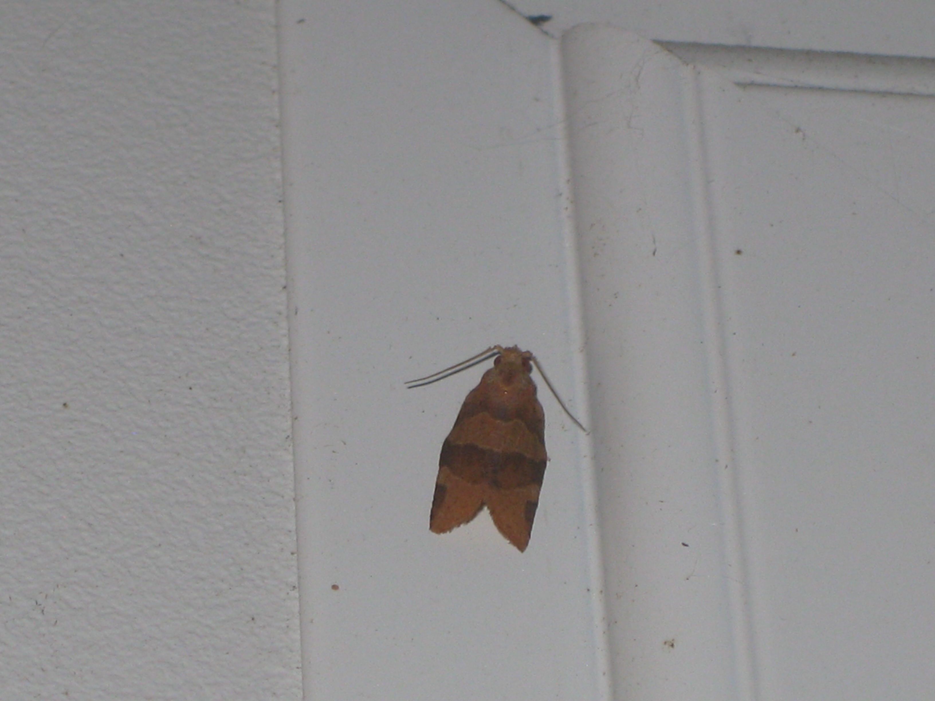 Wisconsin Butterflies and Moths of North America