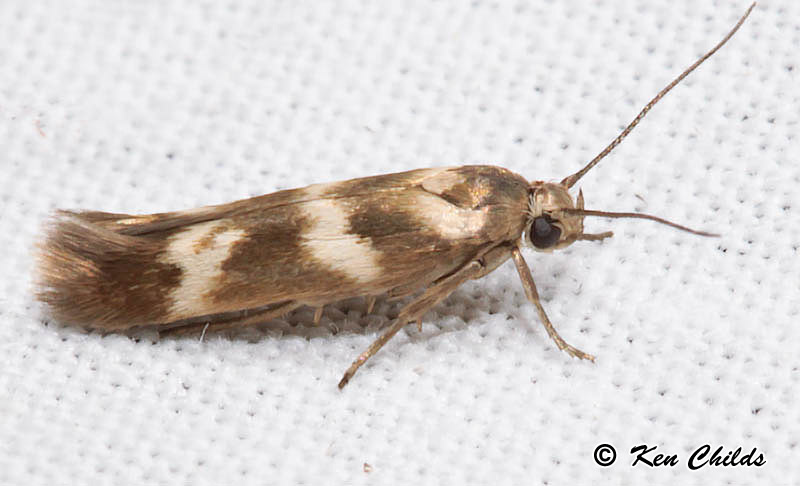 Banded Scythris Moth Scythris trivinctella (Zeller, 1873) | Butterflies ...