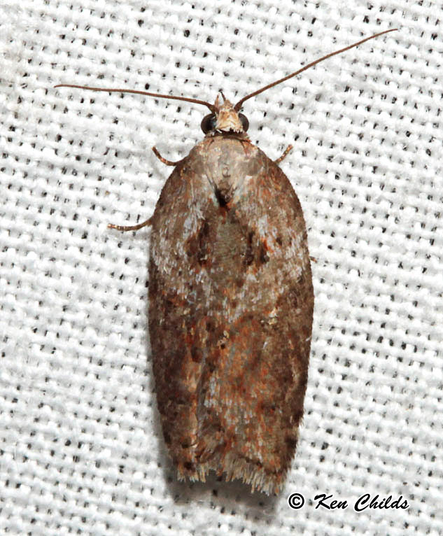 Acleris maculidorsana (Clemens, 1864) | Butterflies and Moths of North ...