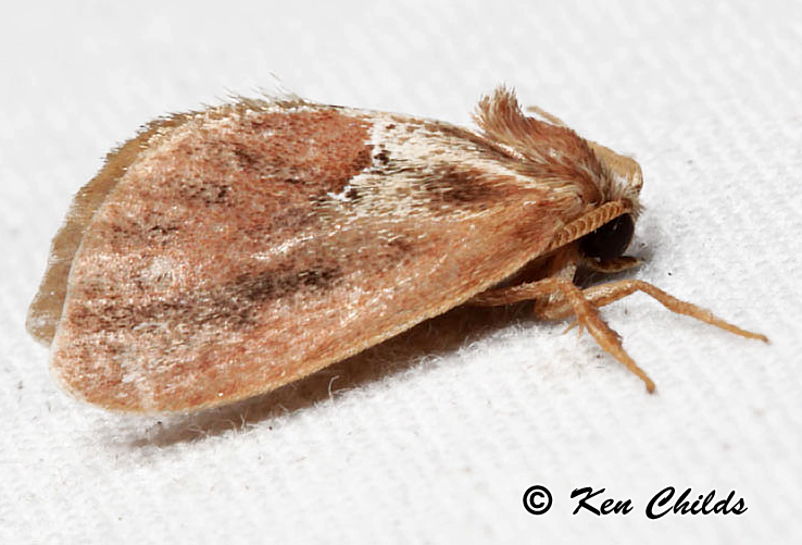 Purple-crested Slug Moth Adoneta spinuloides (Herrich-Schaffer, 1854 ...