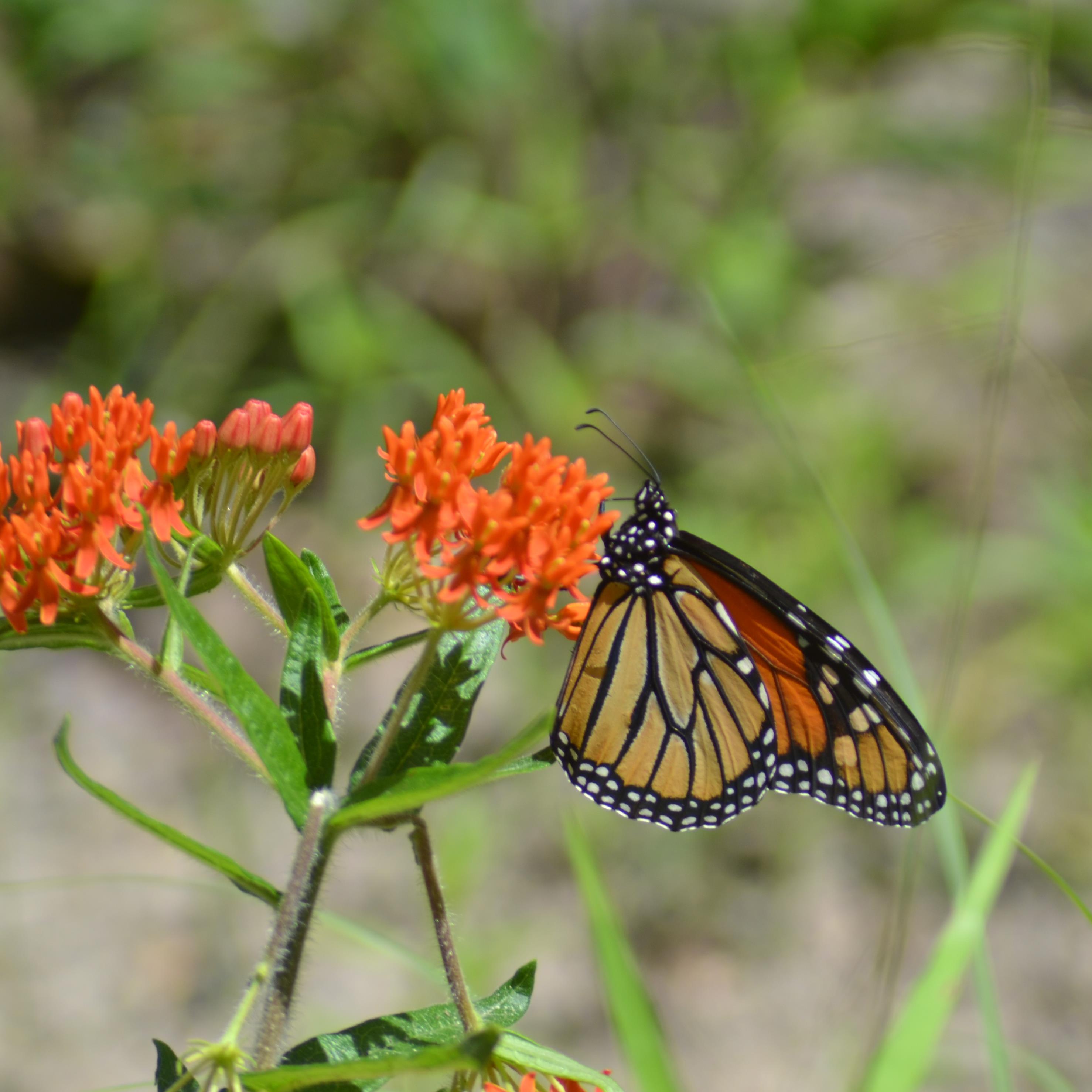 Texas Butterflies and Moths of North America
