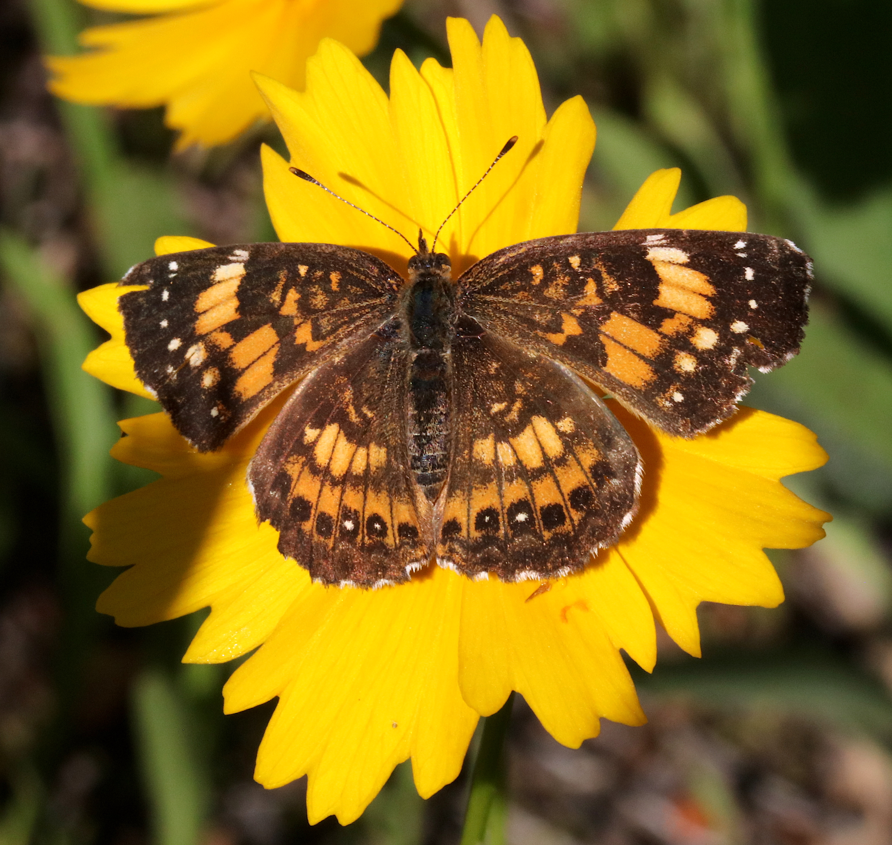 Michigan Butterflies and Moths of North America