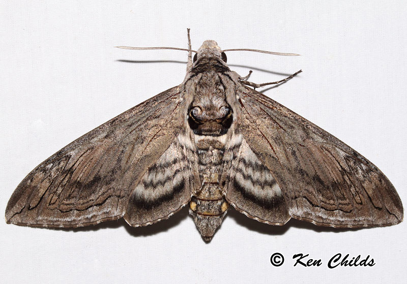 Five-spotted Hawkmoth