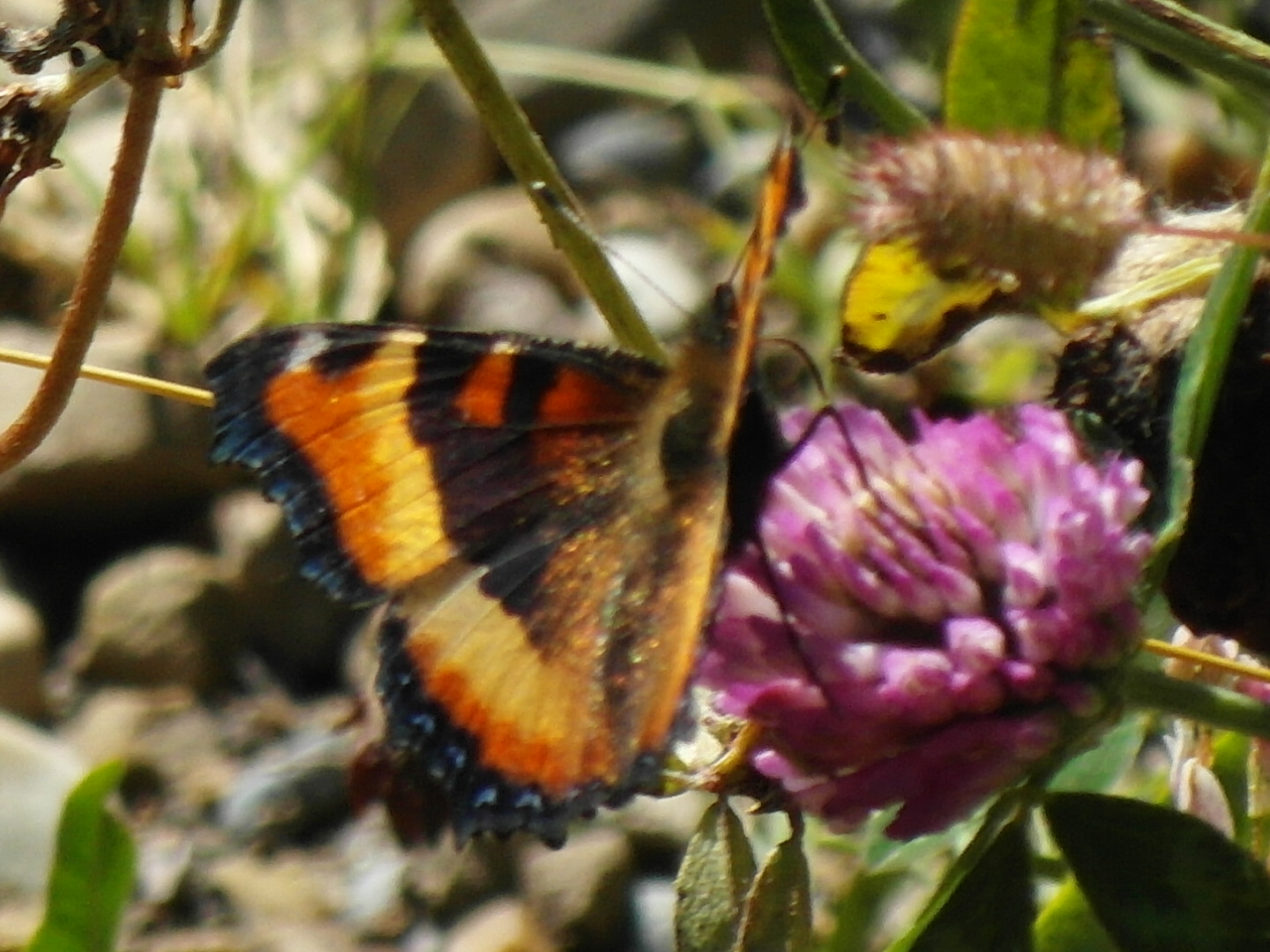 Alberta Butterflies and Moths of North America