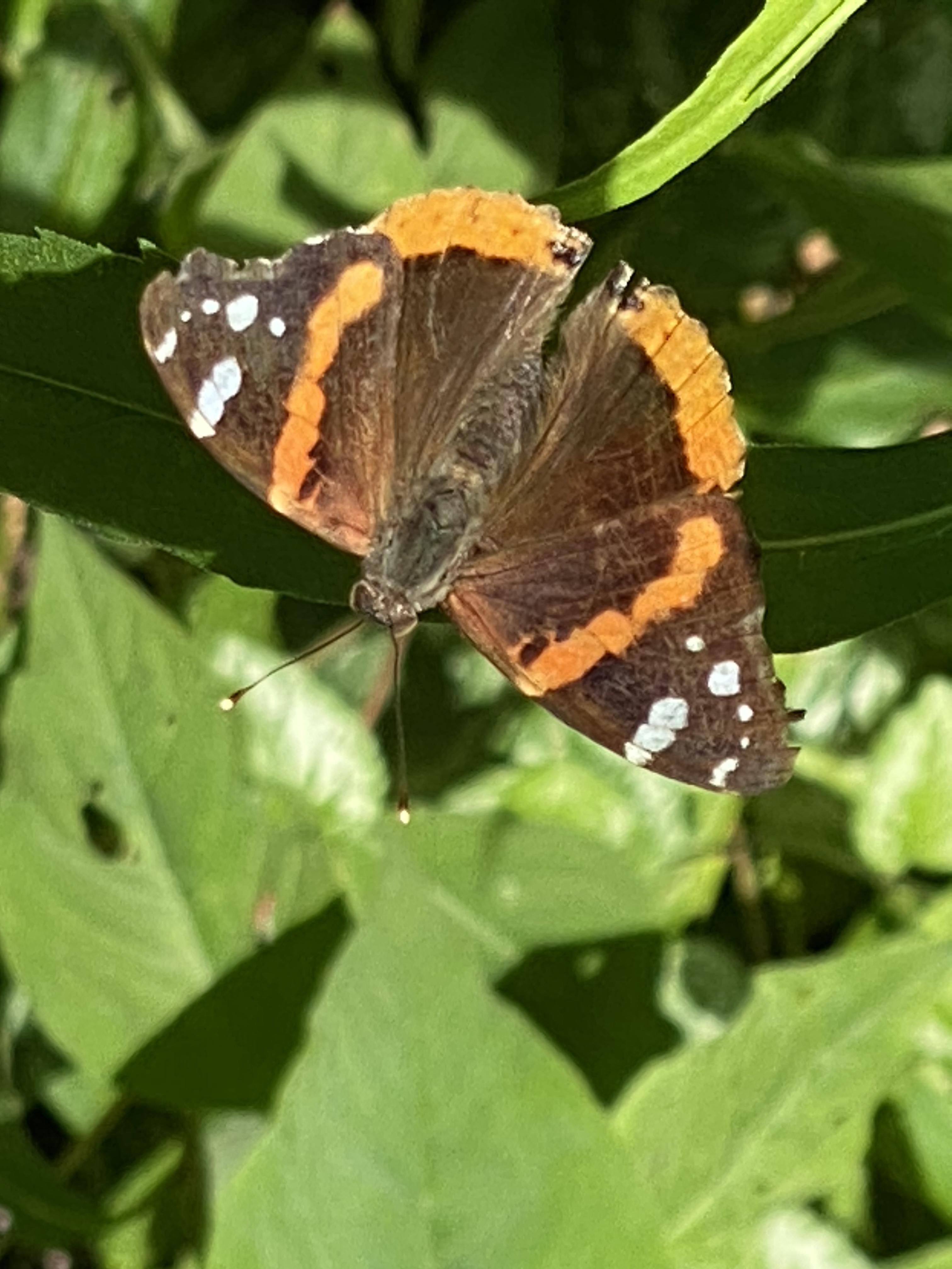 New York Butterflies and Moths of North America