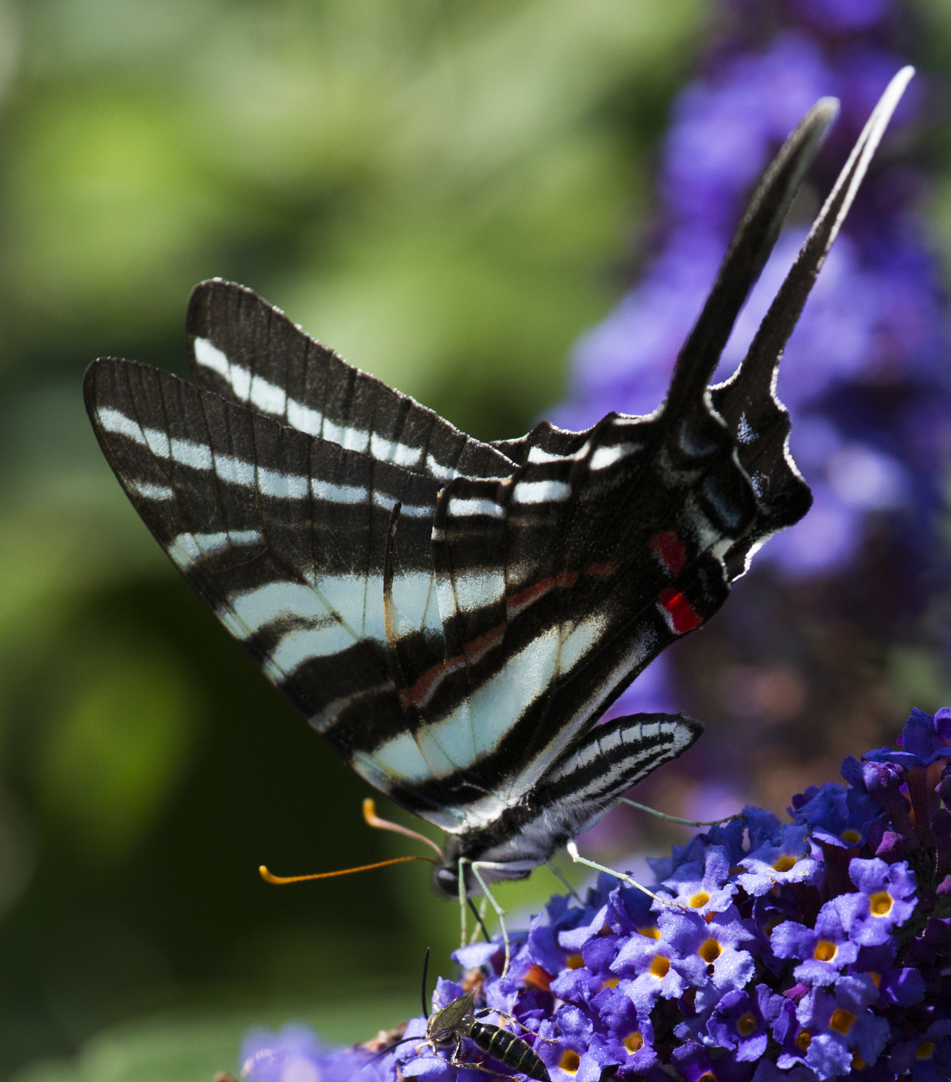 Kentucky Butterflies and Moths of North America