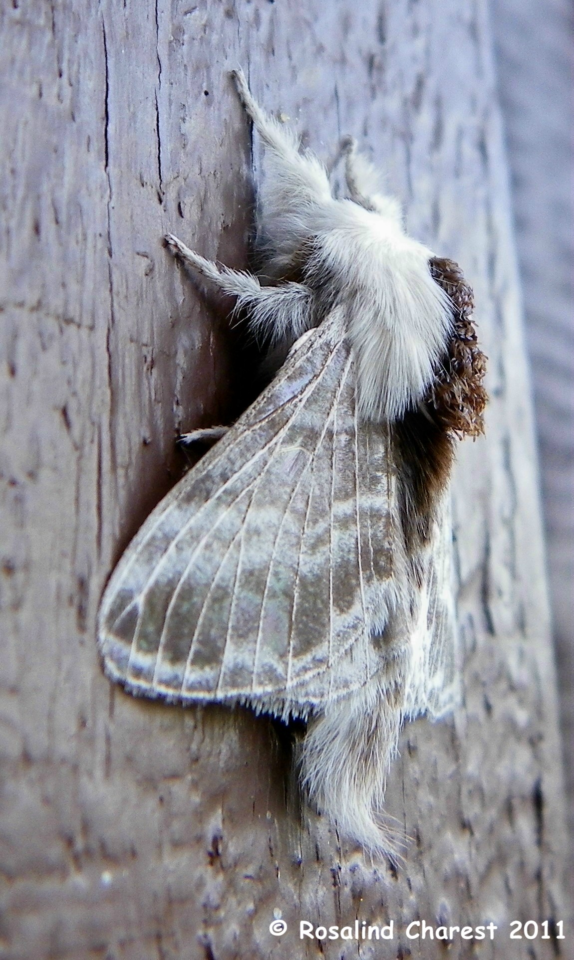 Giant Fluffy Moth
