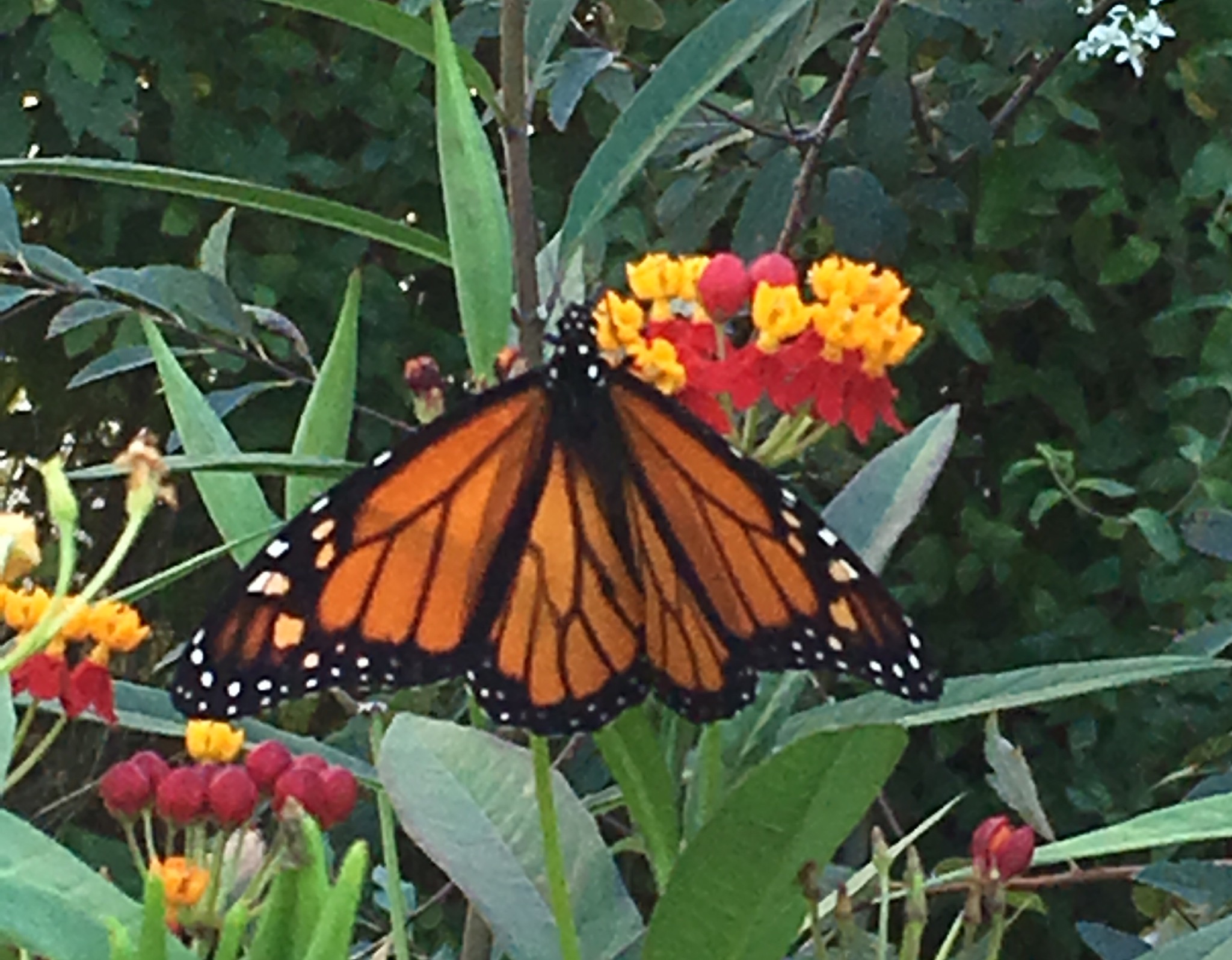 New York Butterflies and Moths of North America