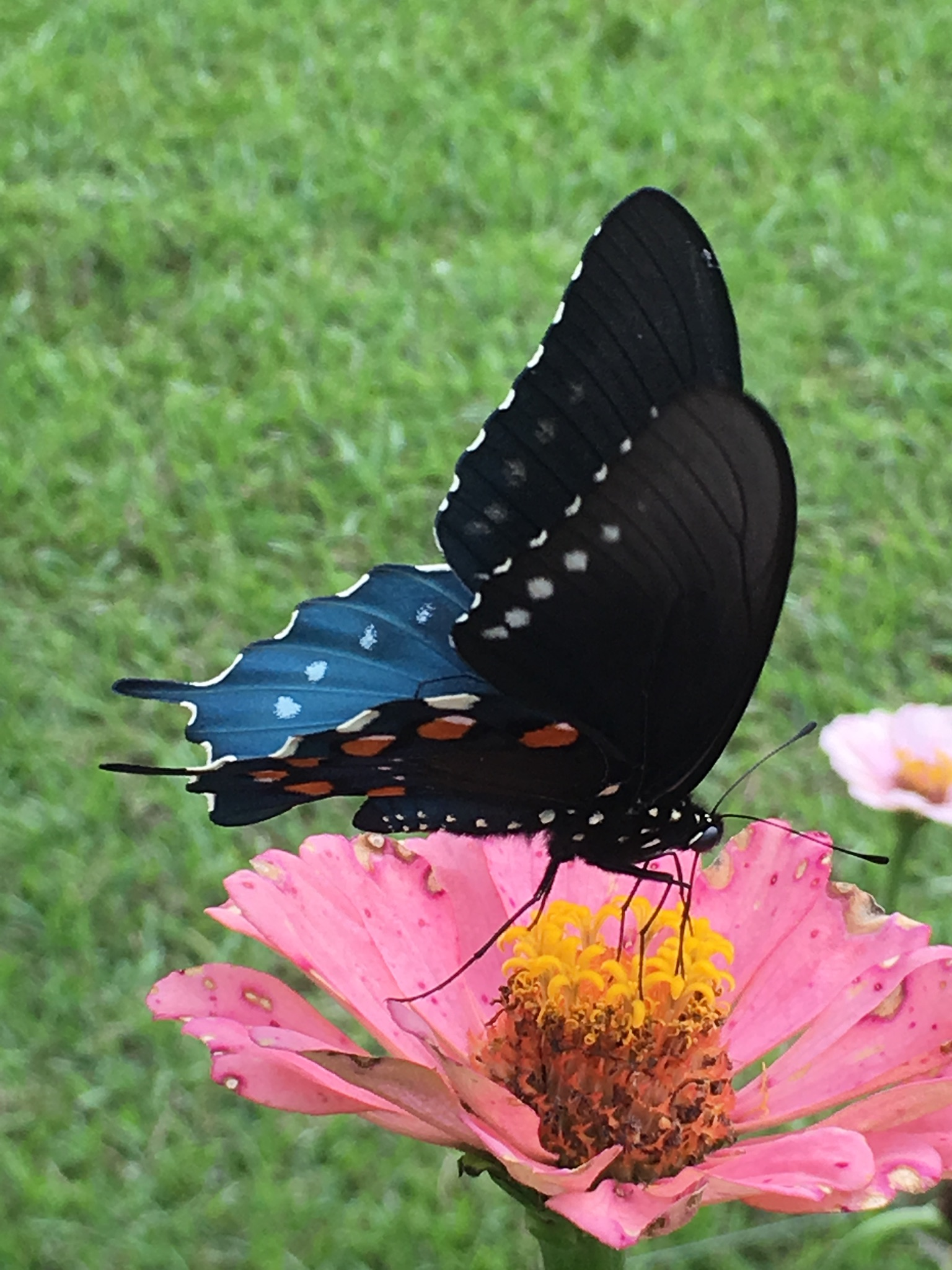 Arkansas Butterflies and Moths of North America