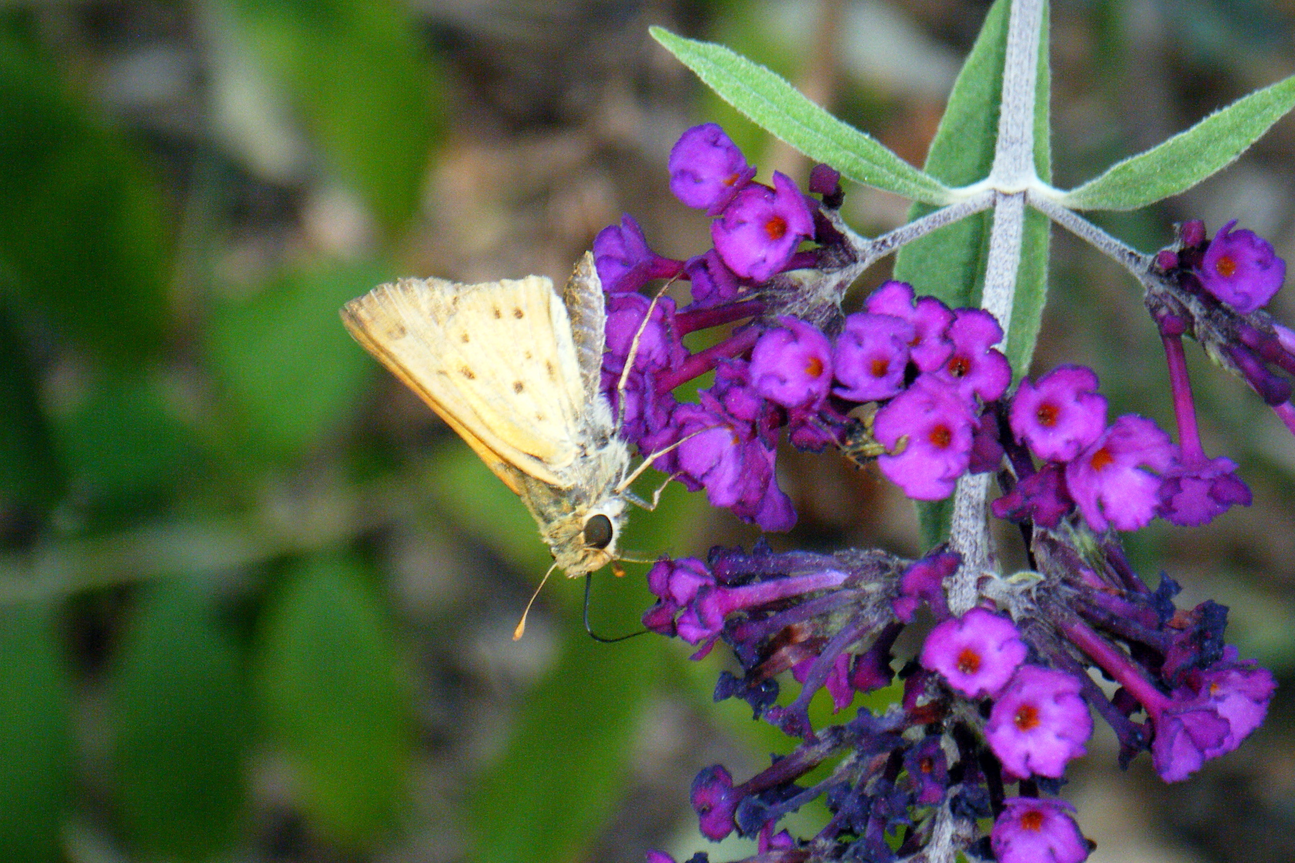 Indiana Butterflies and Moths of North America