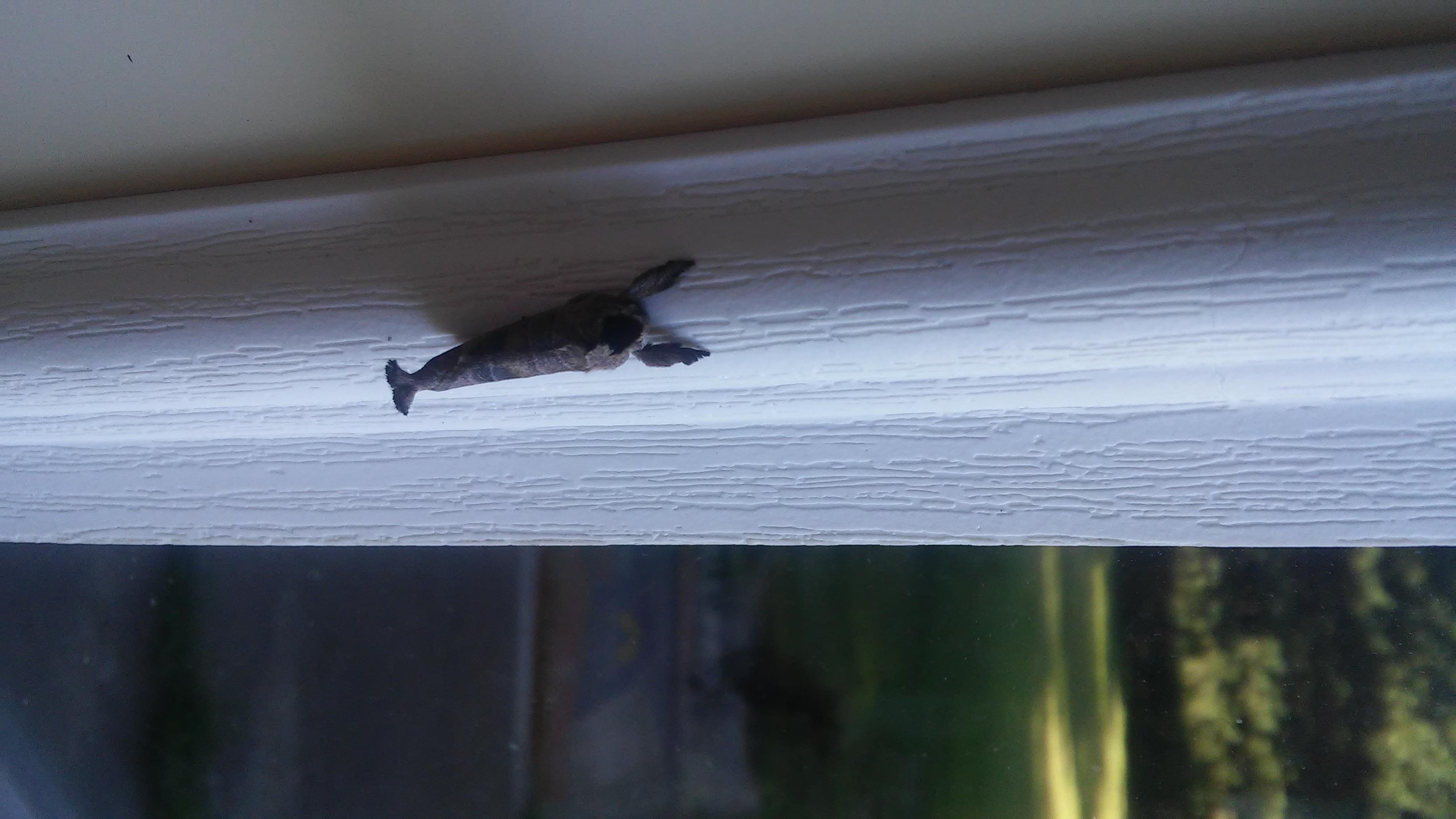 Photographs from Morrison County Butterflies and Moths of North America