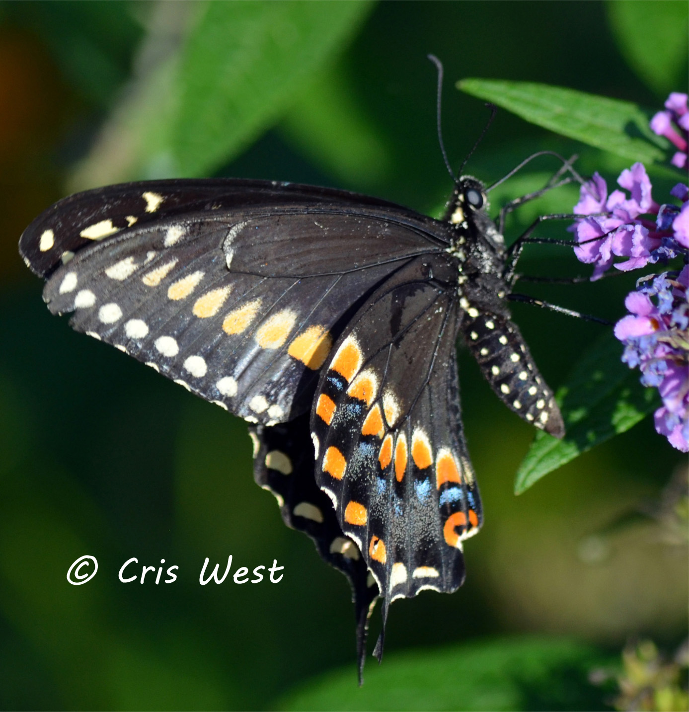 Indiana Butterflies and Moths of North America
