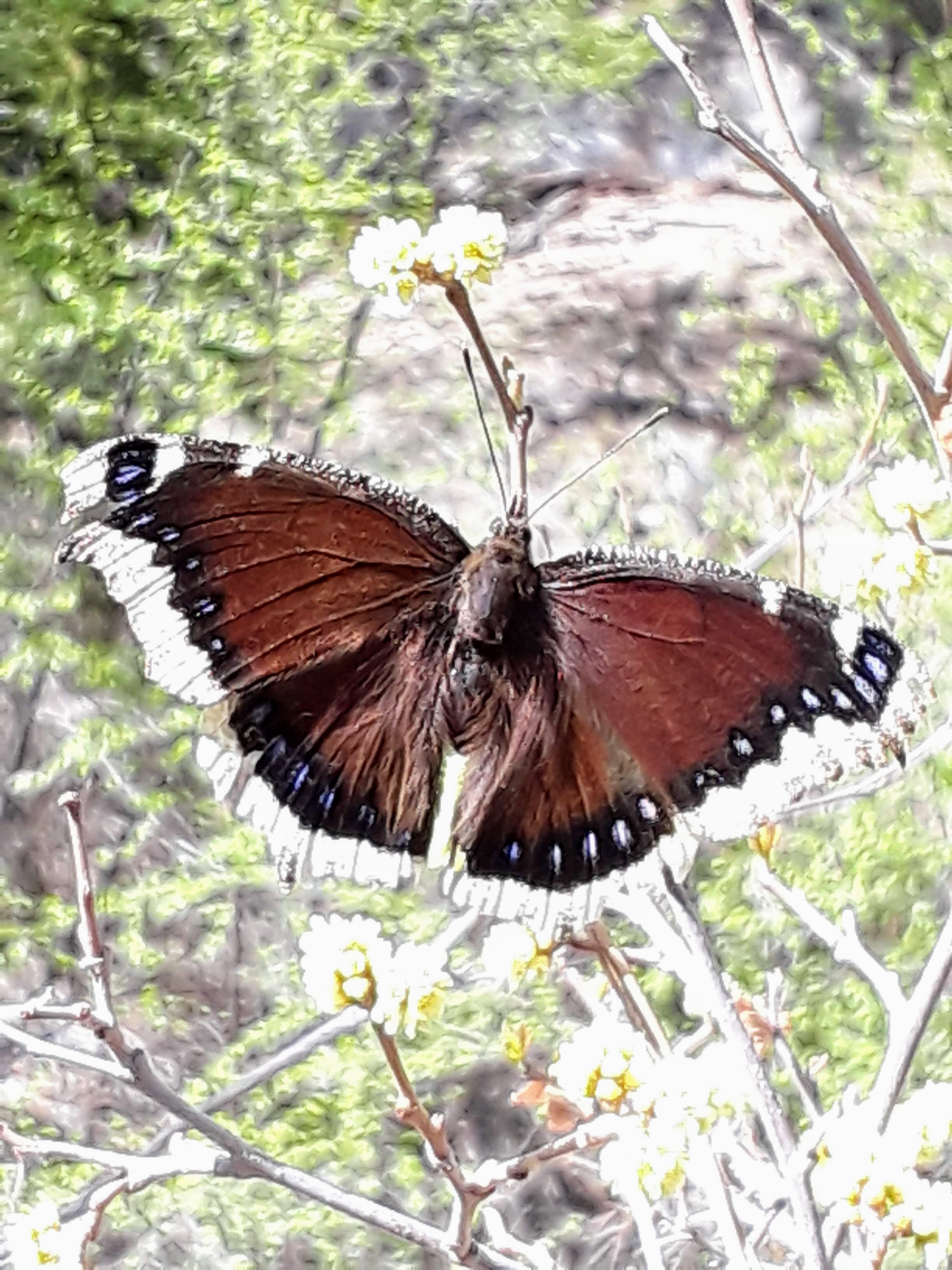 Nevada Butterflies and Moths of North America