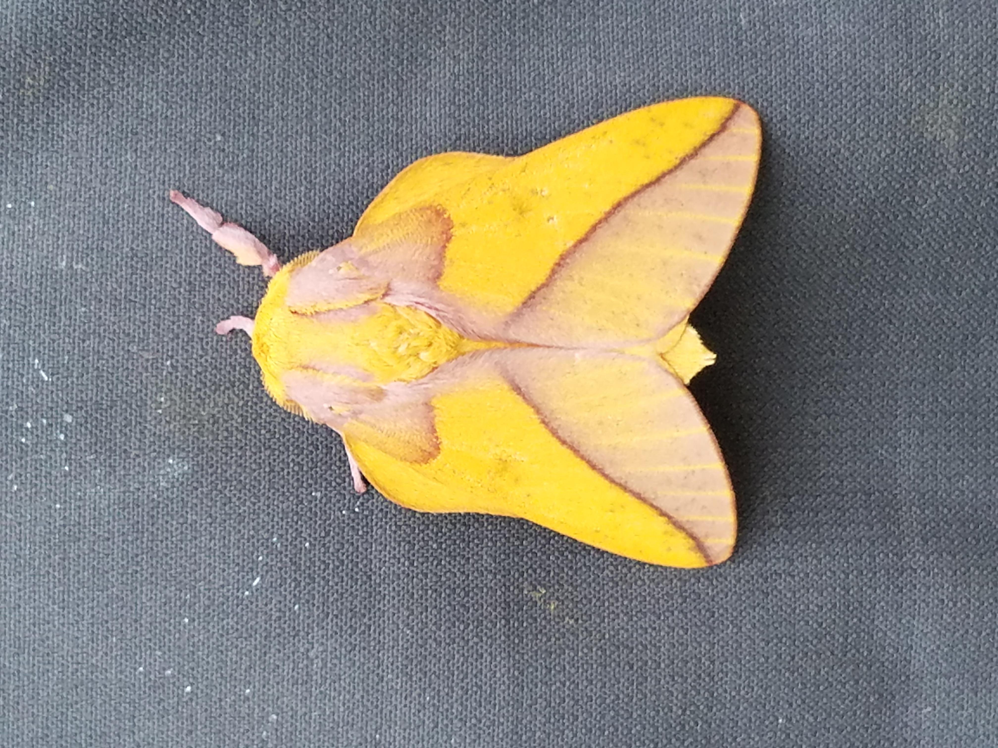 Syssphinx bicolor (Harris, 1841) | Butterflies and Moths of North America