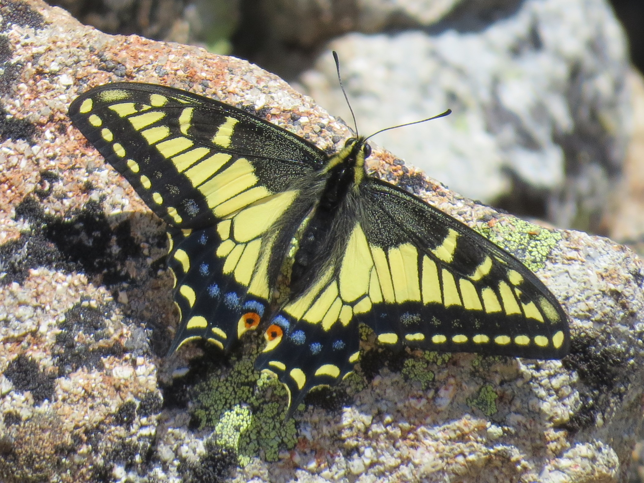 Colorado Butterflies and Moths of North America