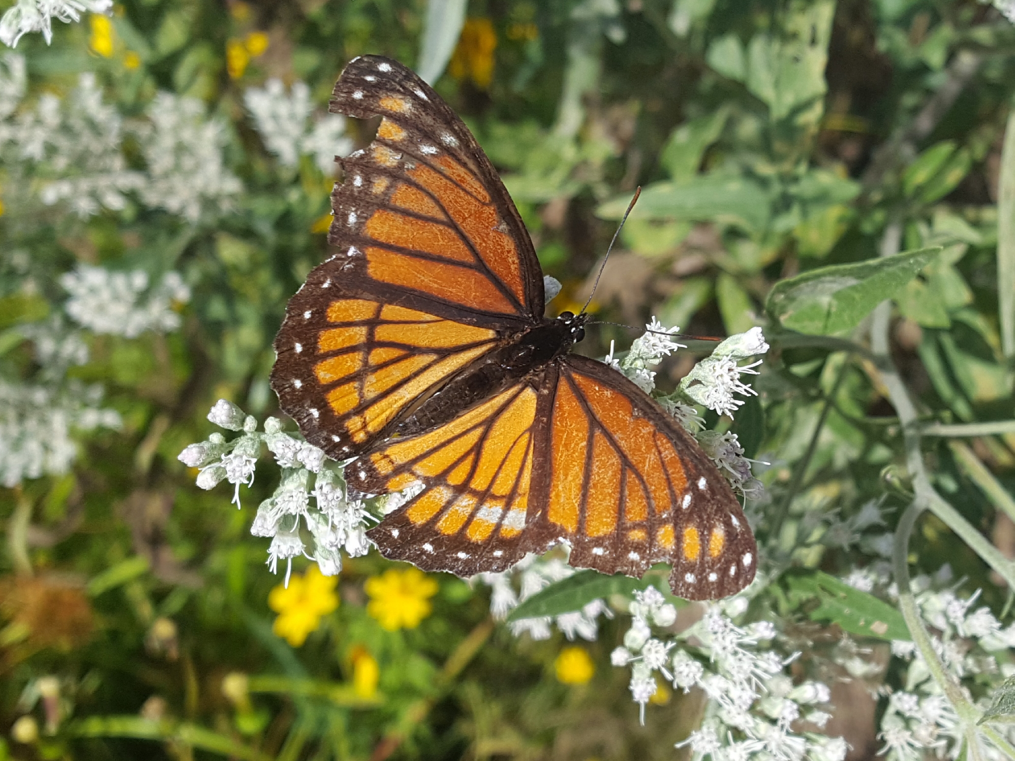 Ohio Butterflies and Moths of North America