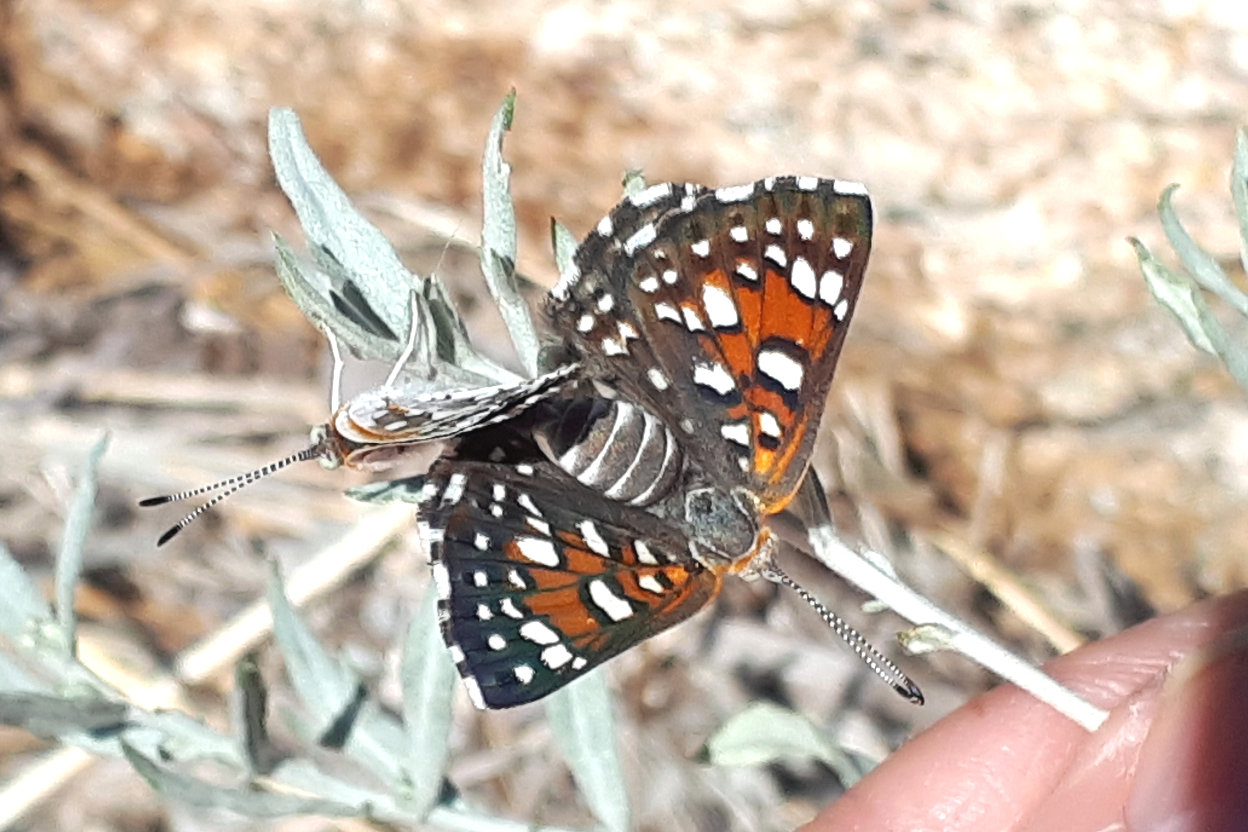 Sighting 1236695 Butterflies and Moths of North America