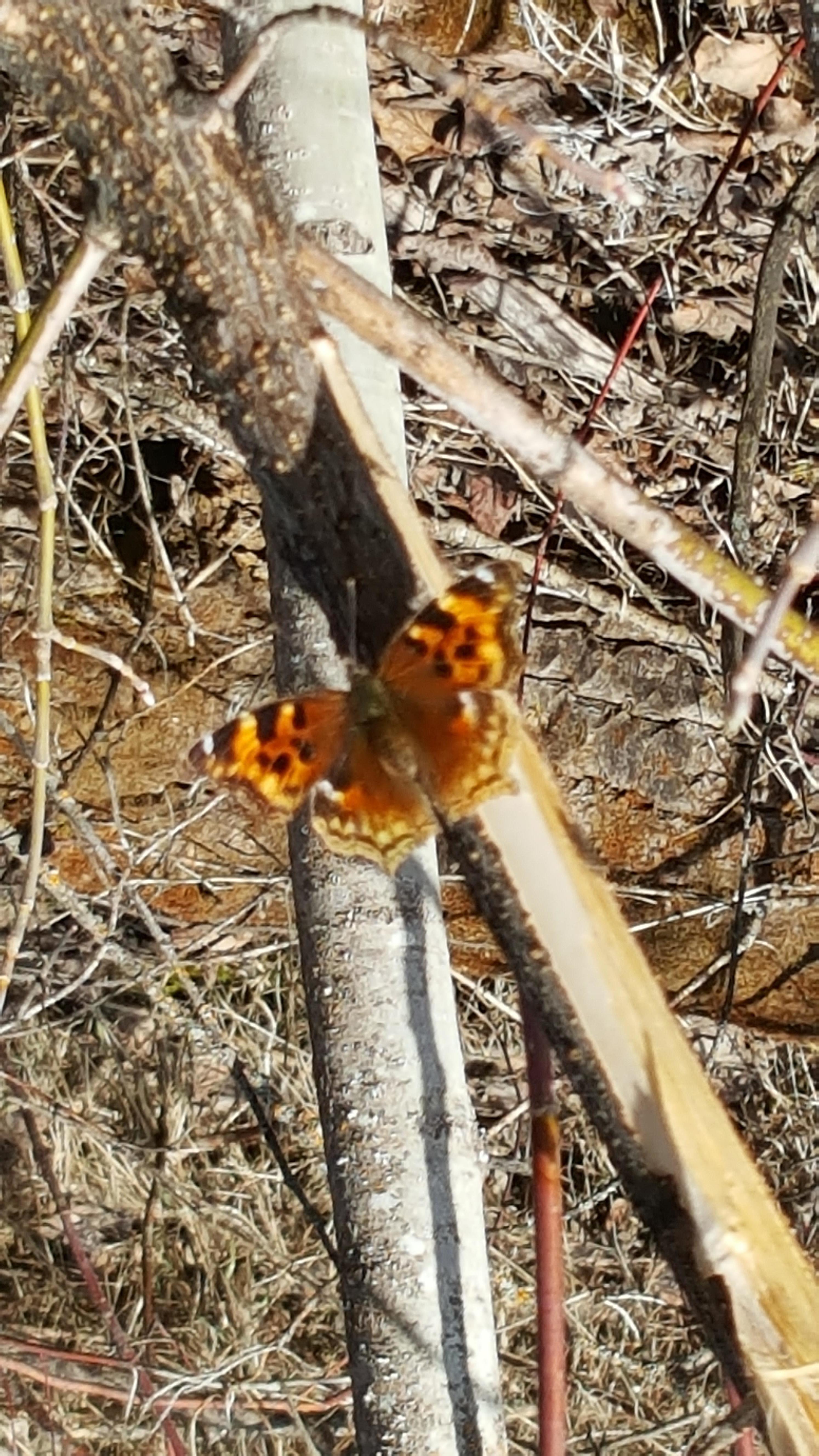 Alberta Butterflies and Moths of North America