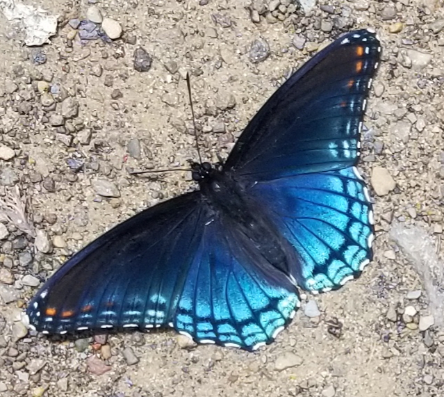 Arkansas Butterflies and Moths of North America