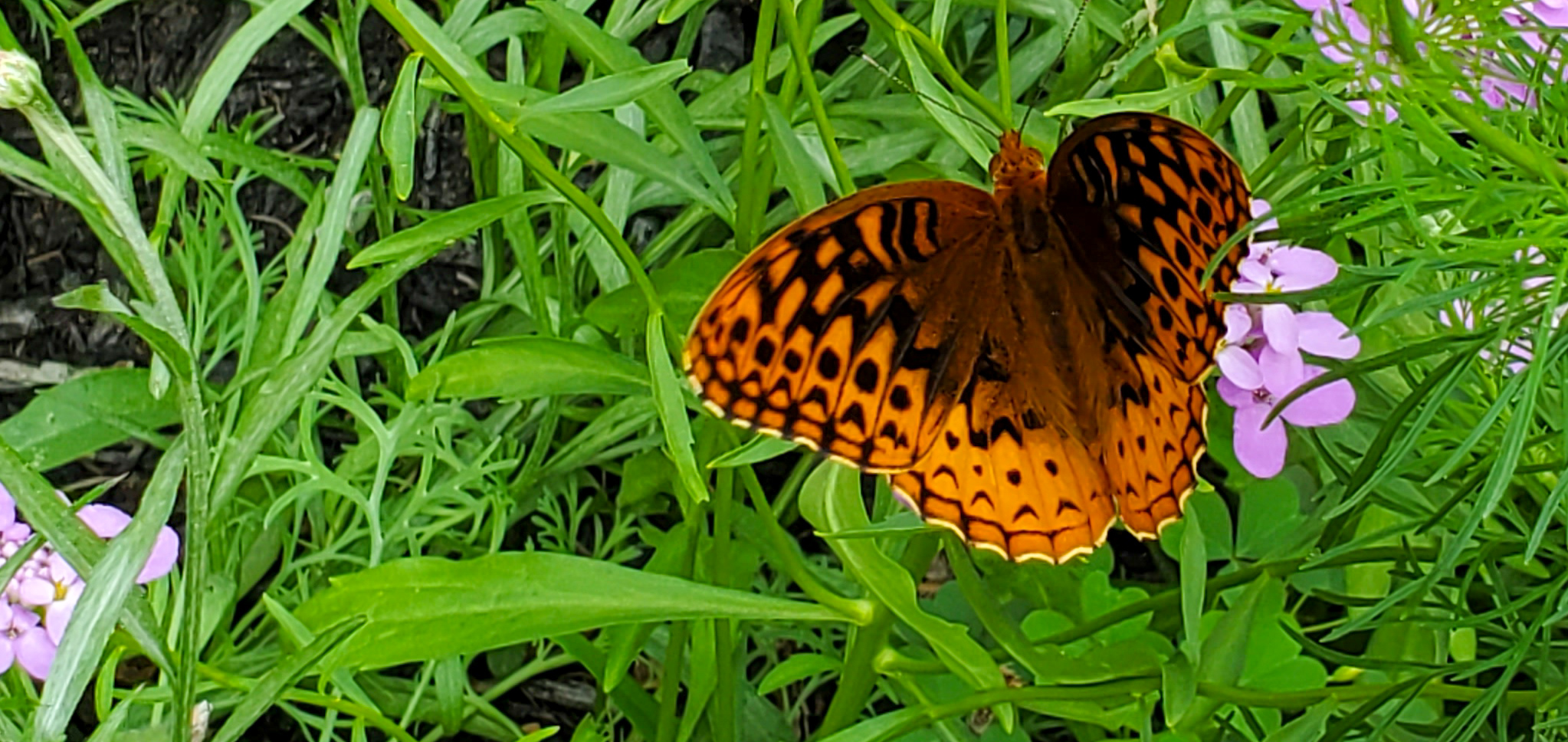 Pennsylvania Butterflies and Moths of North America