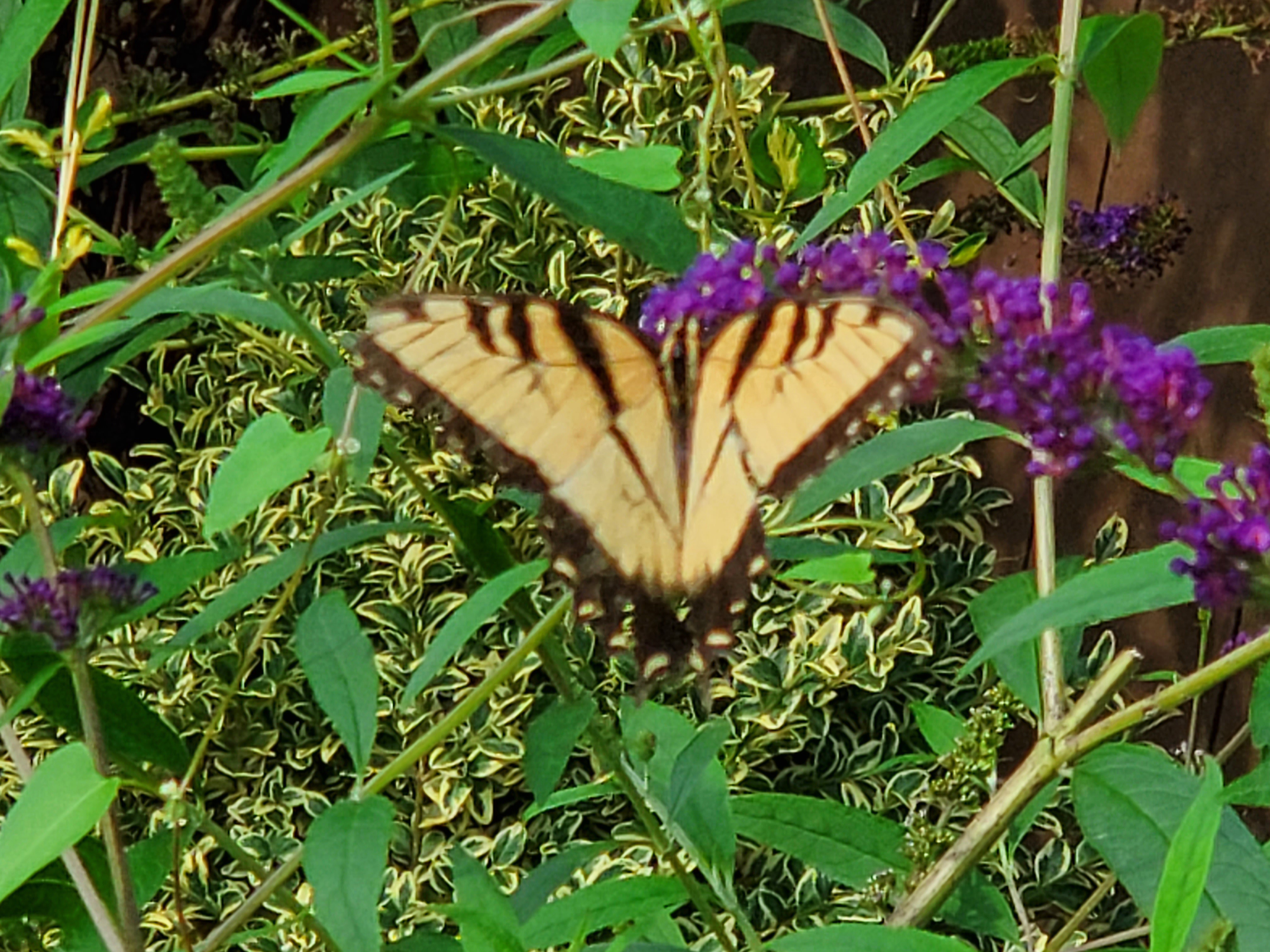 Missouri Butterflies and Moths of North America