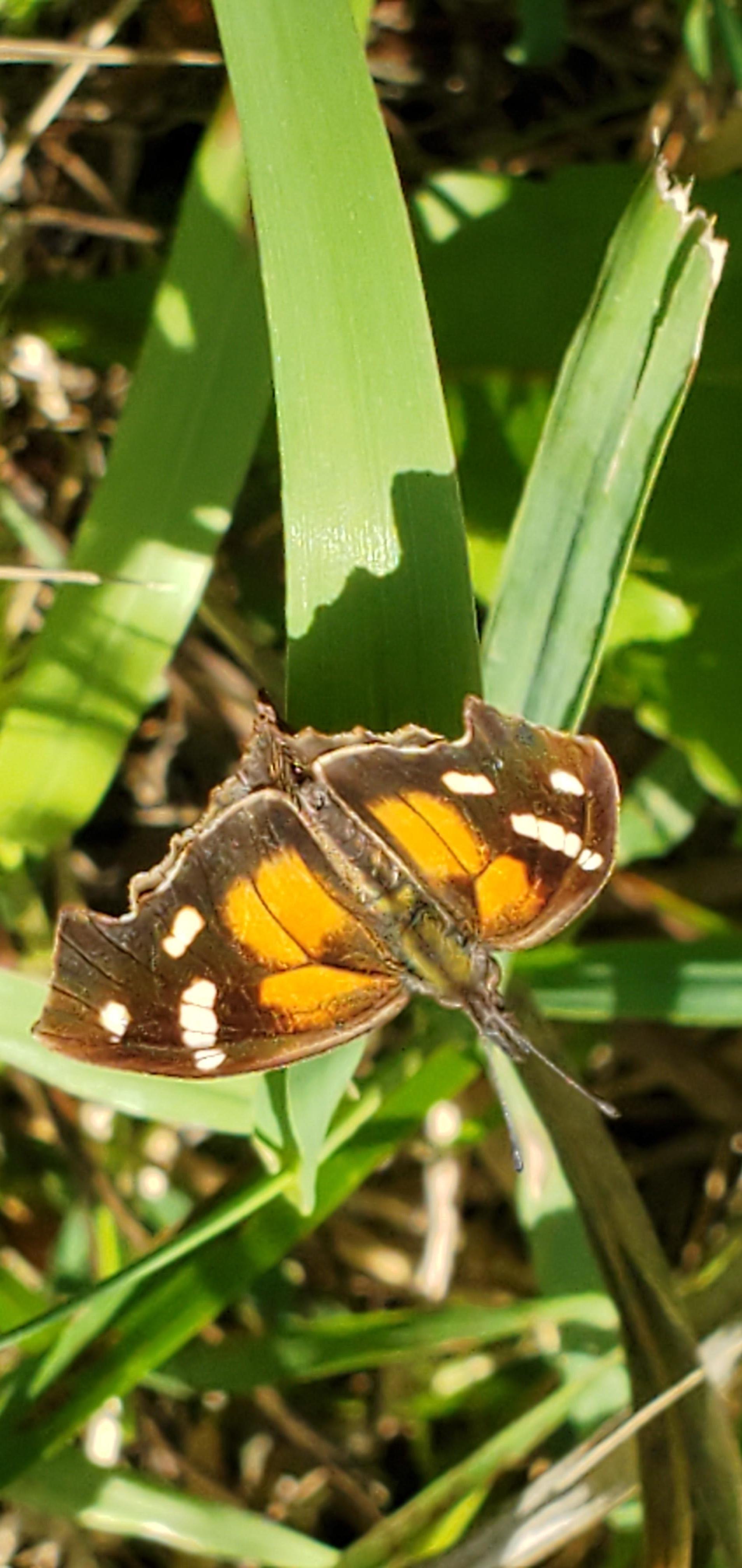 Iowa Butterflies and Moths of North America
