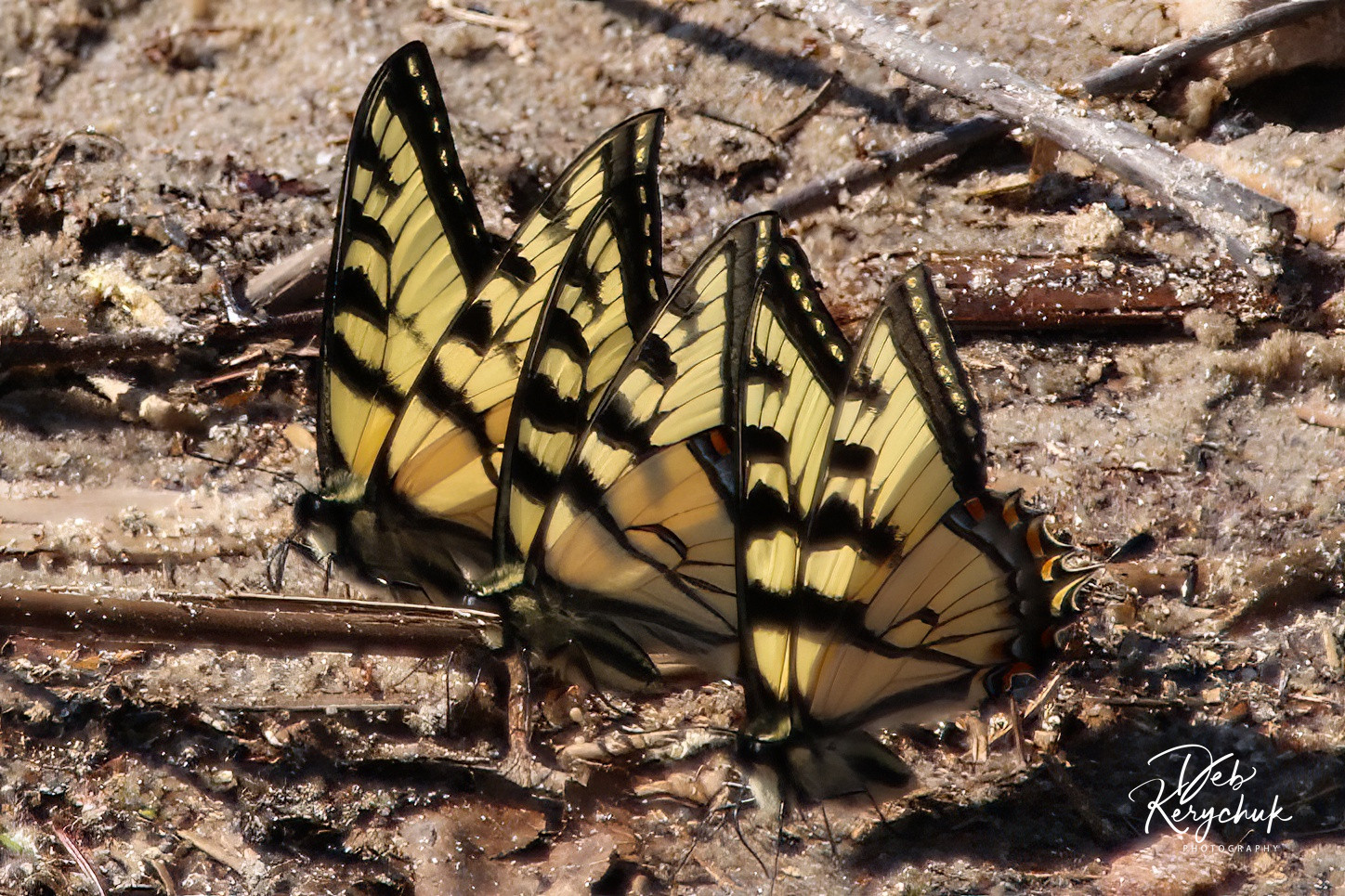 Butterfly, Moth, and Caterpillar Photographs from Alberta Butterflies