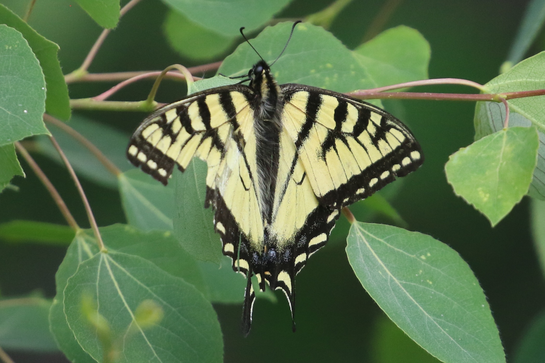 Butterfly, Moth, and Caterpillar Photographs from Alberta Butterflies