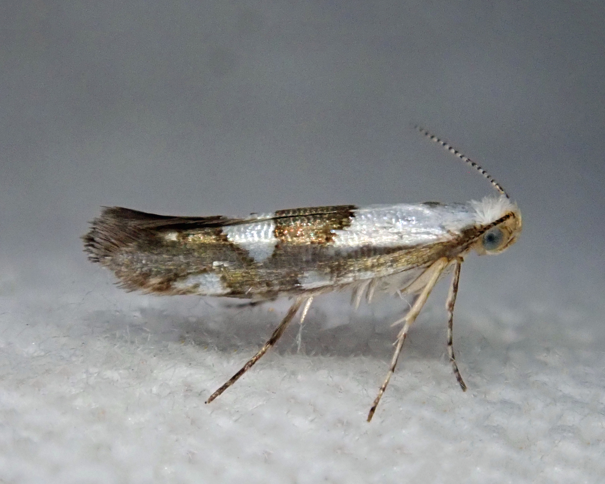 Recently Shared Photographs Butterflies and Moths of North America