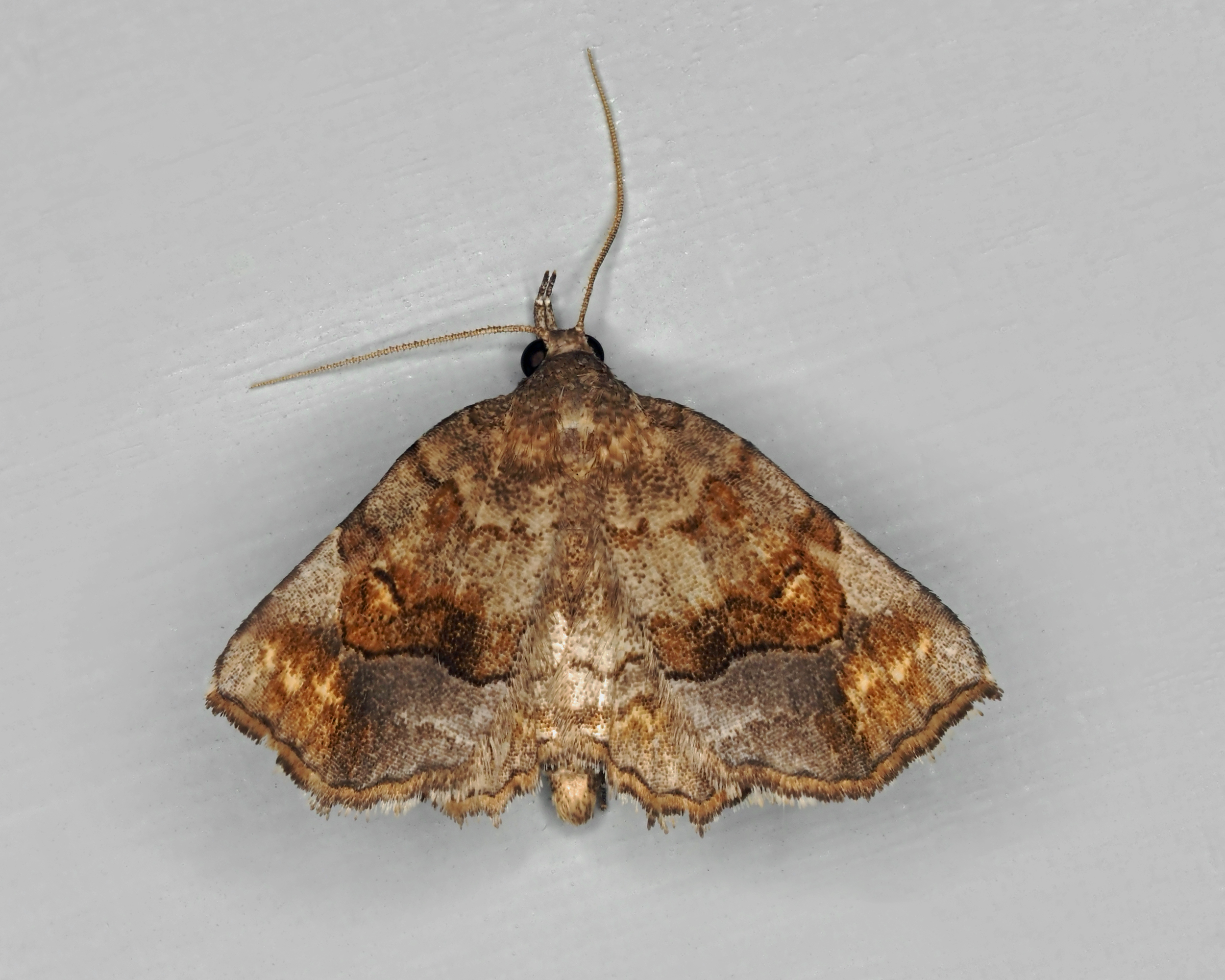 Sighting 1395134 Butterflies and Moths of North America