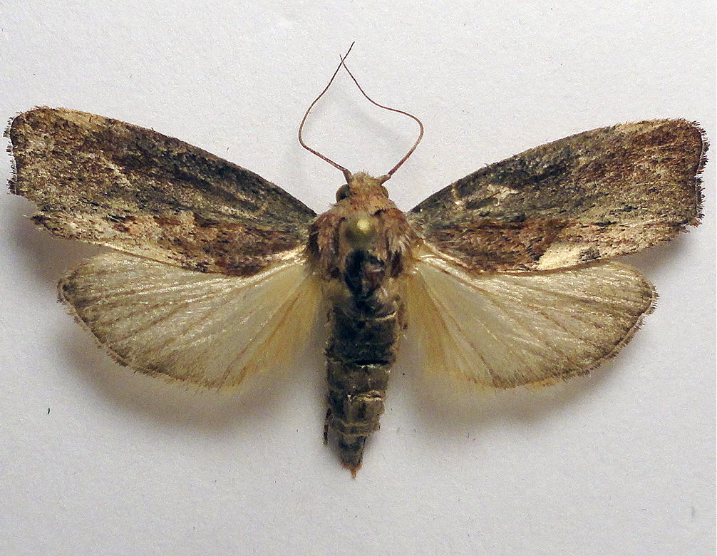 Galleria mellonella moth