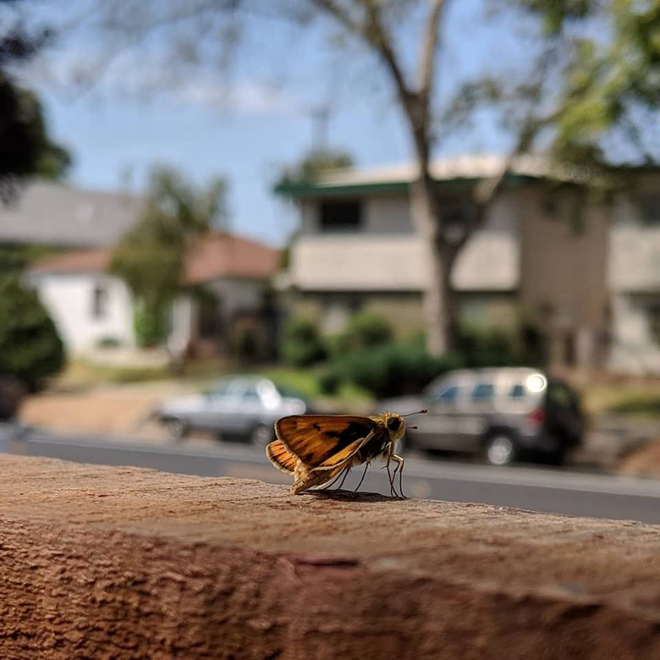 Butterfly, Moth, and Caterpillar Photographs from Sacramento County ...