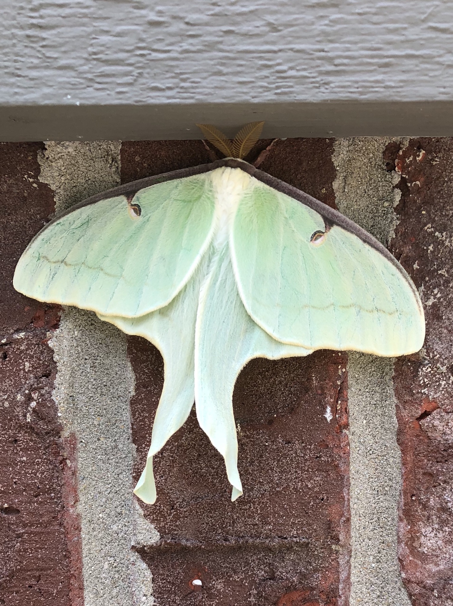 Indiana Butterflies and Moths of North America