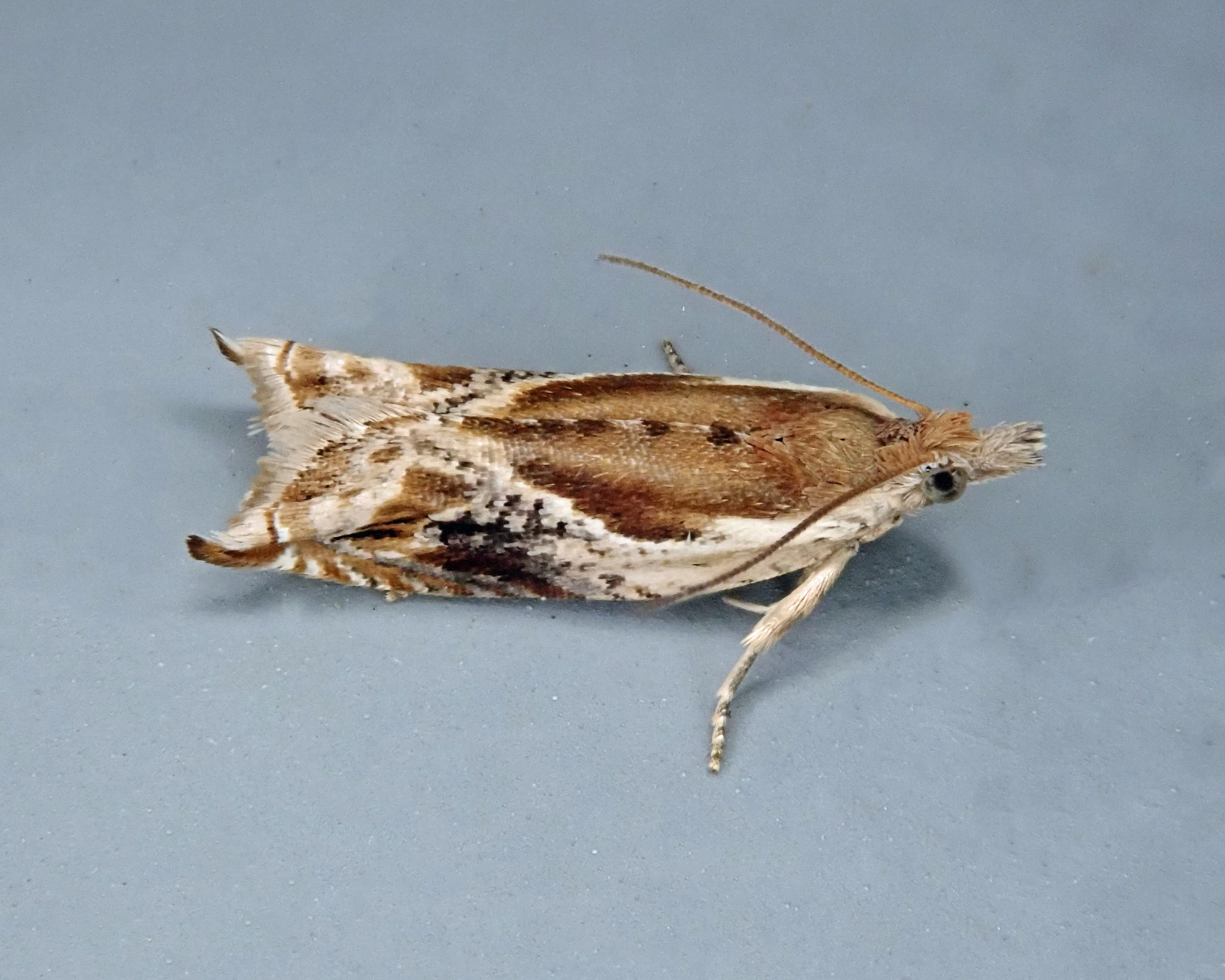 Streng derefter Rengør rummet Ancylis brauni (Heinrich, 1931) | Butterflies and Moths of North America