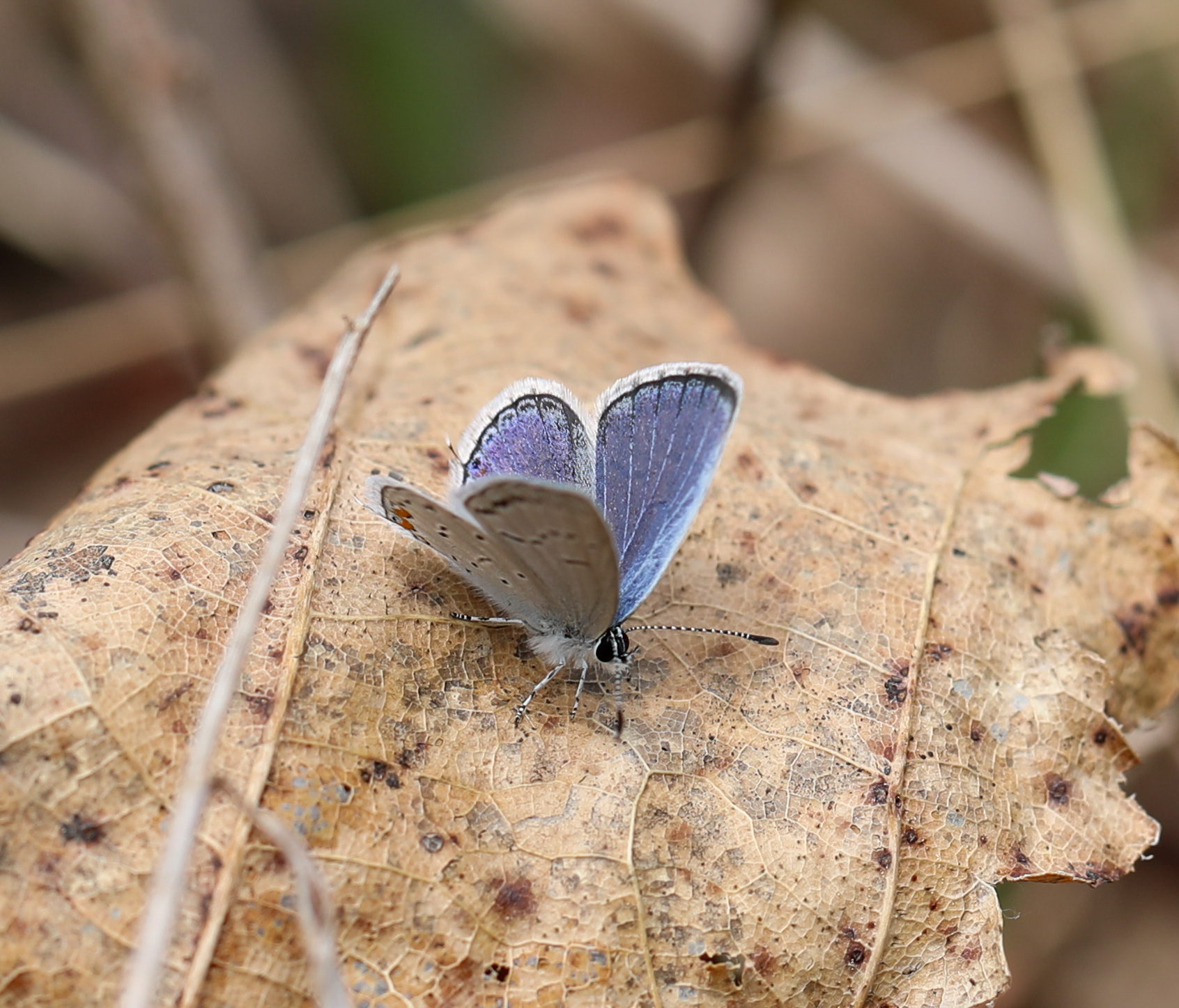 Pennsylvania Butterflies and Moths of North America