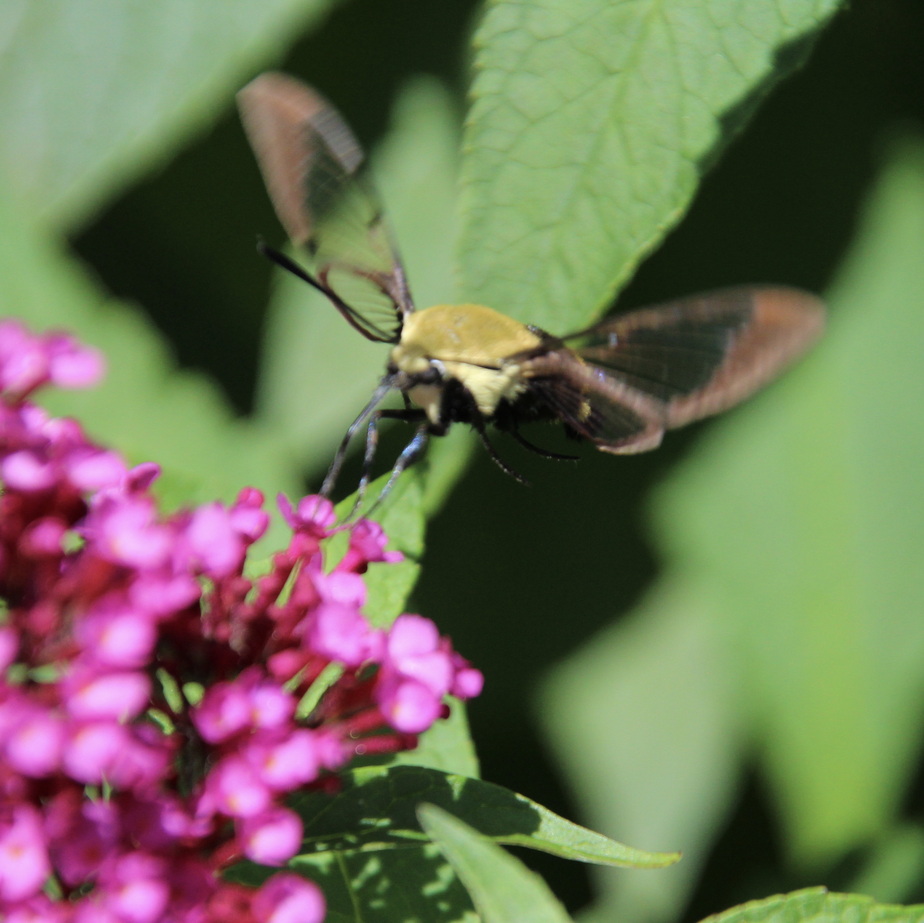 Kentucky Butterflies and Moths of North America