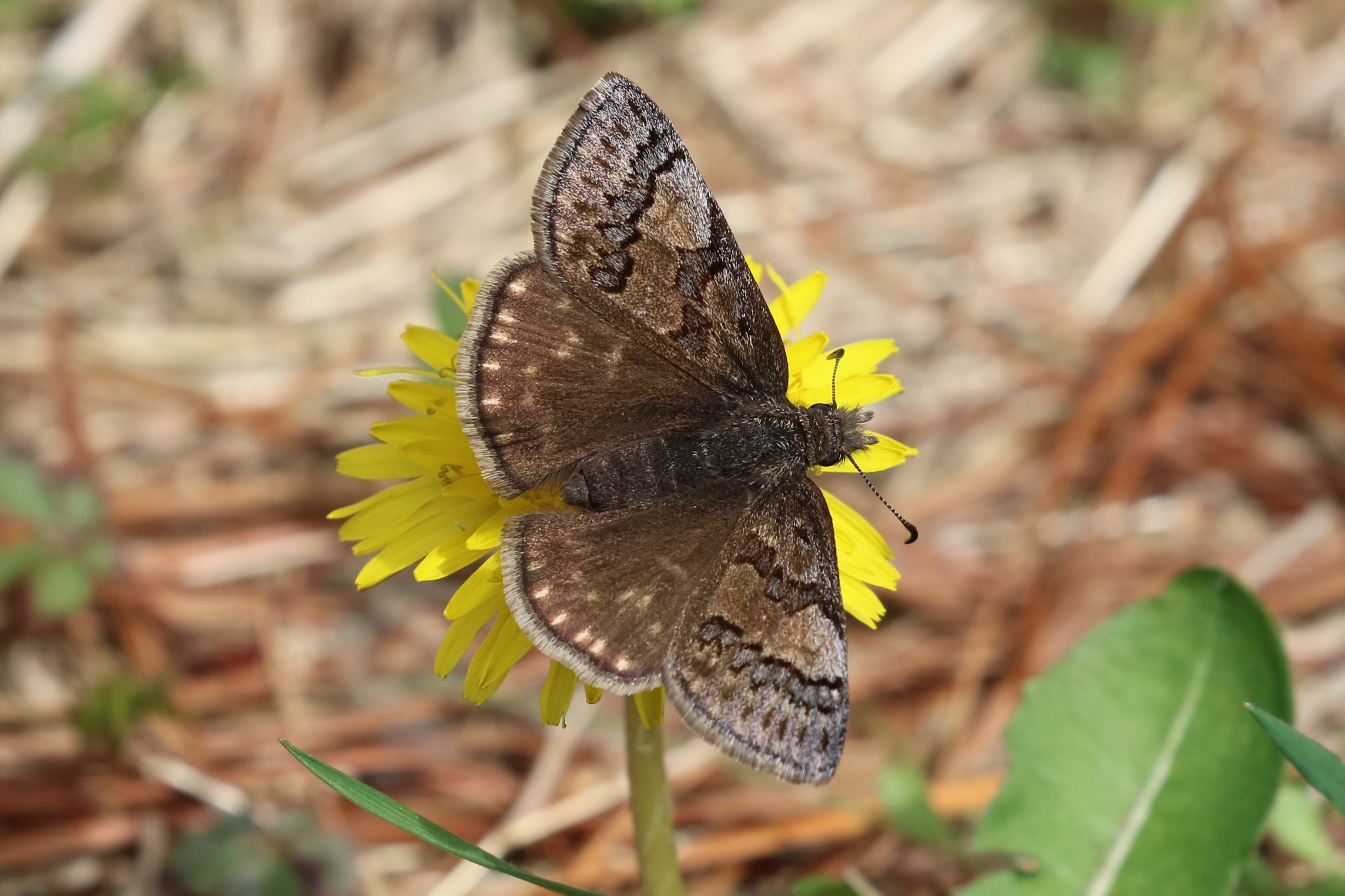 Pennsylvania Butterflies and Moths of North America