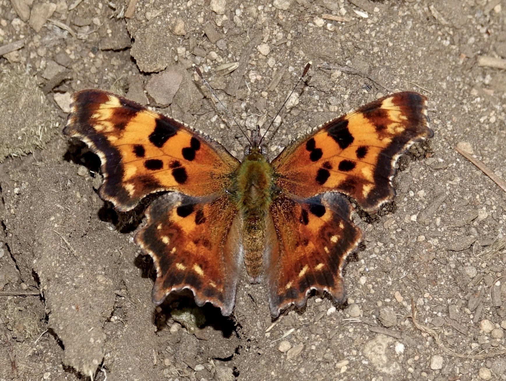 Sighting 1231334 Butterflies and Moths of North America