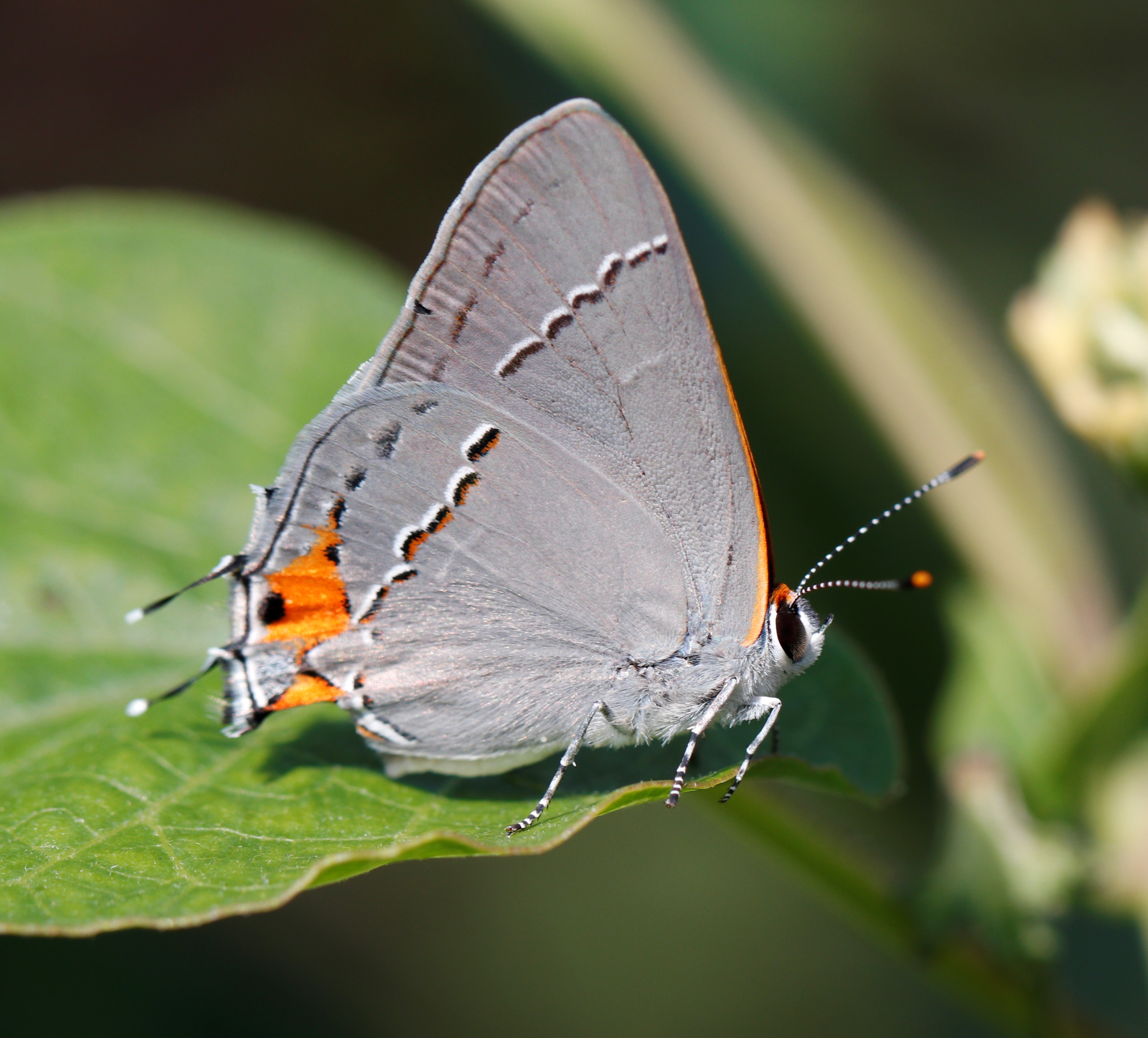 Ohio Butterflies and Moths of North America