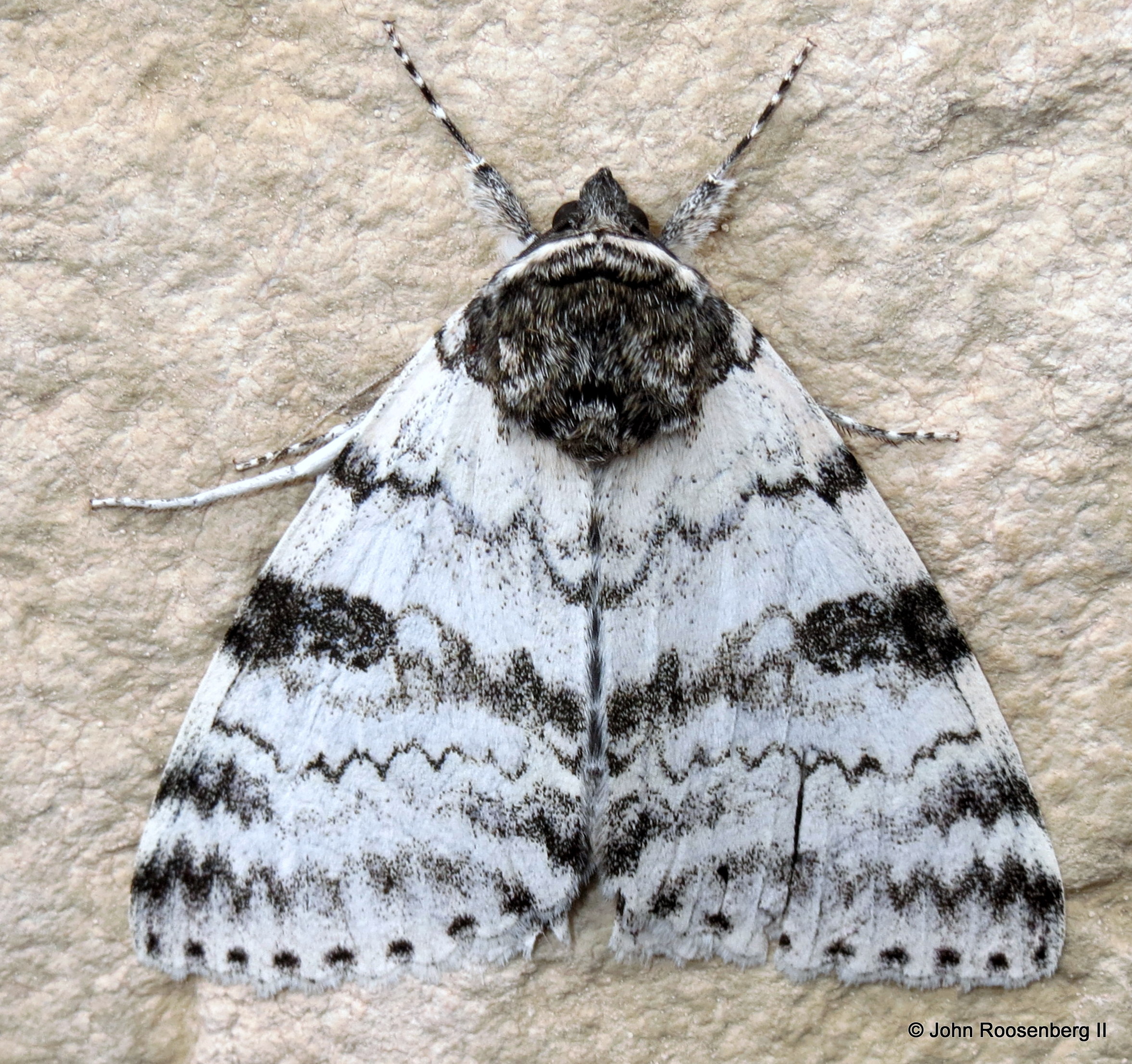 Black Moth Identification