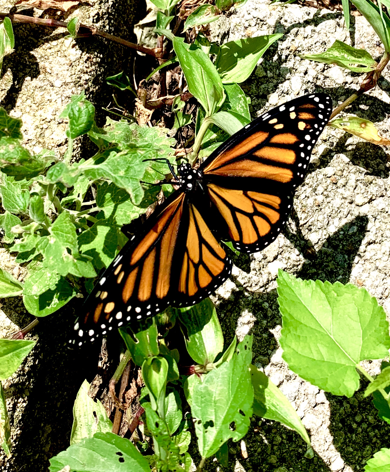 Pennsylvania Butterflies and Moths of North America