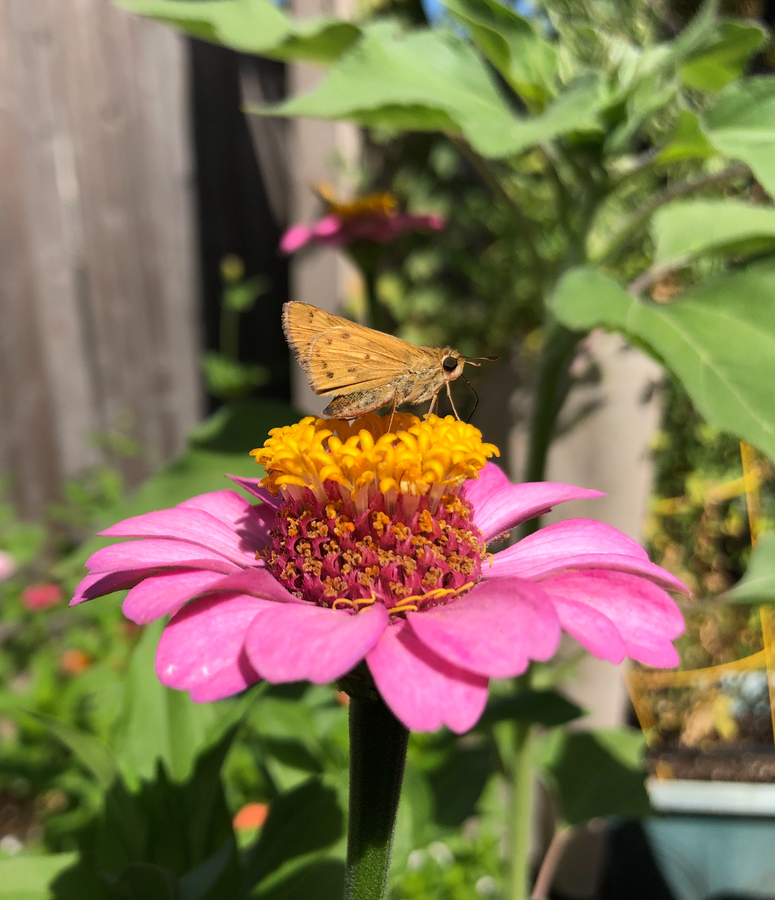 Butterfly, Moth, and Caterpillar Photographs from Sacramento County ...