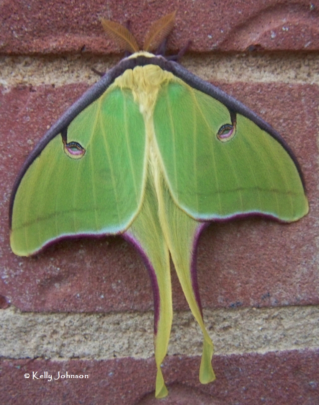 Luna moth Actias luna (Linnaeus, 1758) | Butterflies and ...