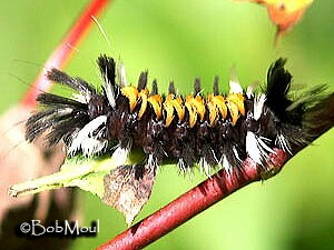 Milkweed Tussock Moth or Milkweed Tiger Moth Euchaetes egle (Drury ...