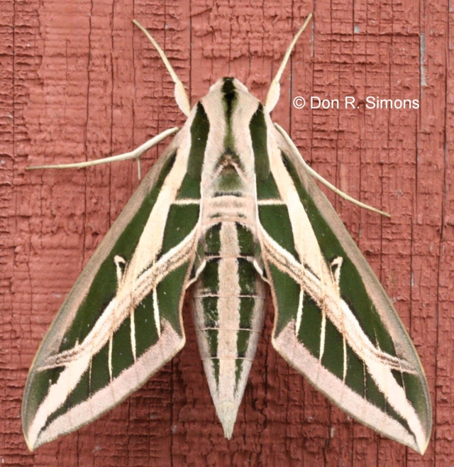 Banded Sphinx Moth  Paint-by-Number Kit for Adults — Elle Crée (she  creates)