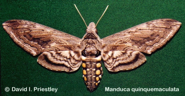 https://www.butterfliesandmoths.org/sites/default/files/bamona_images/Five-SpottedSphinx_Priestley.jpg