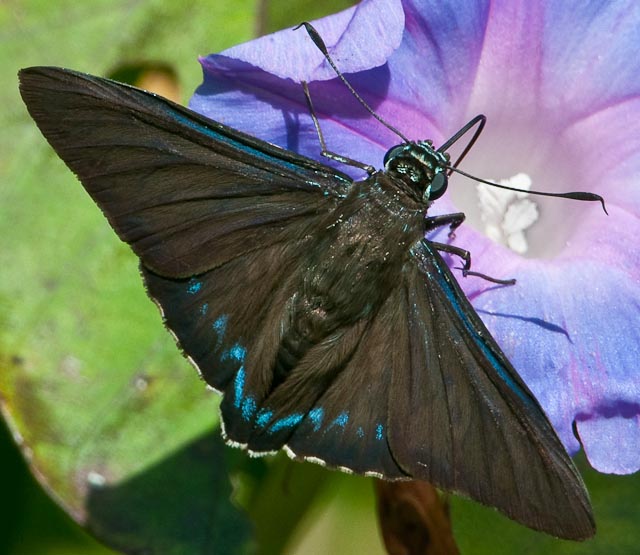 North American Butterfly Identification Chart