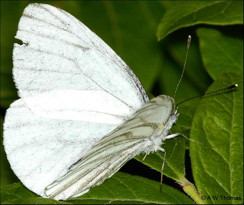 White Butterfly Identification - Pieris oleracea 
