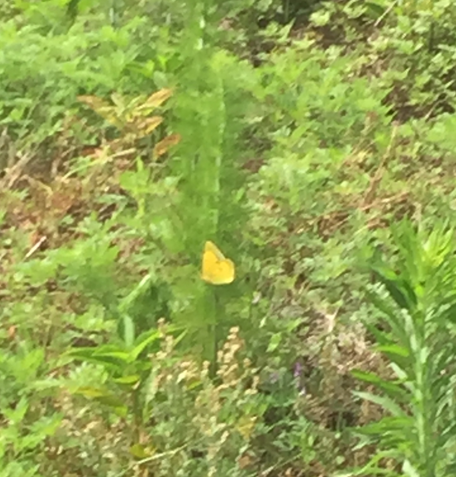Butterfly, Moth, and Caterpillar Photographs from Northampton County
